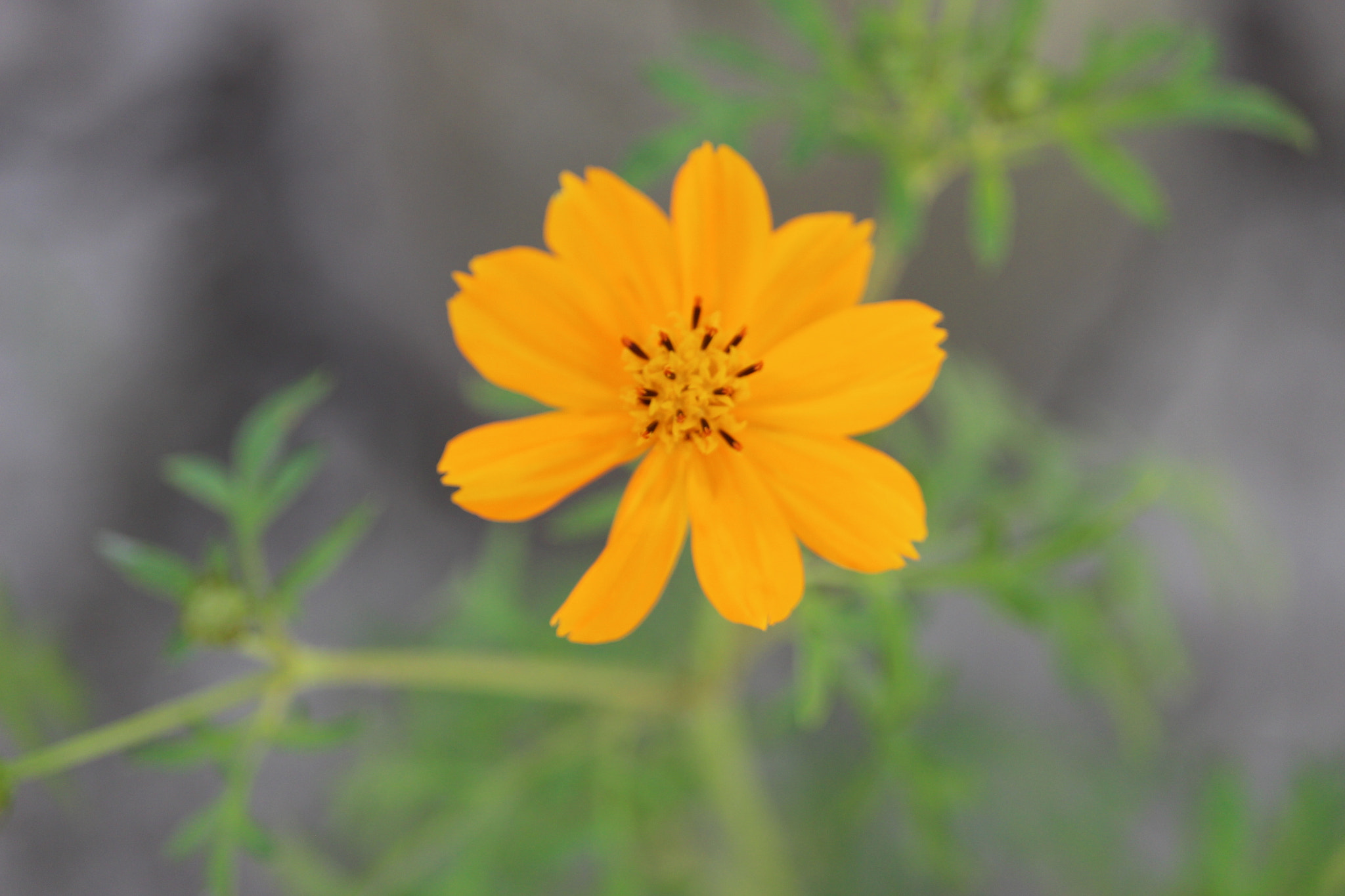 Canon EF-S 55-250mm F4-5.6 IS STM sample photo. Blossom photography