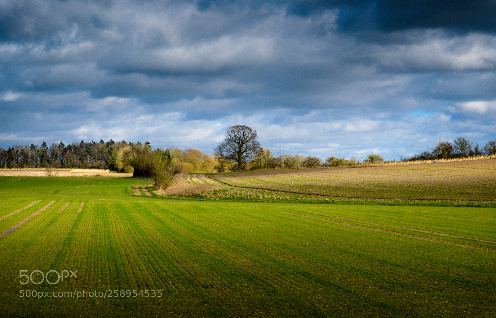 Nikon D750 sample photo. Signs of spring photography