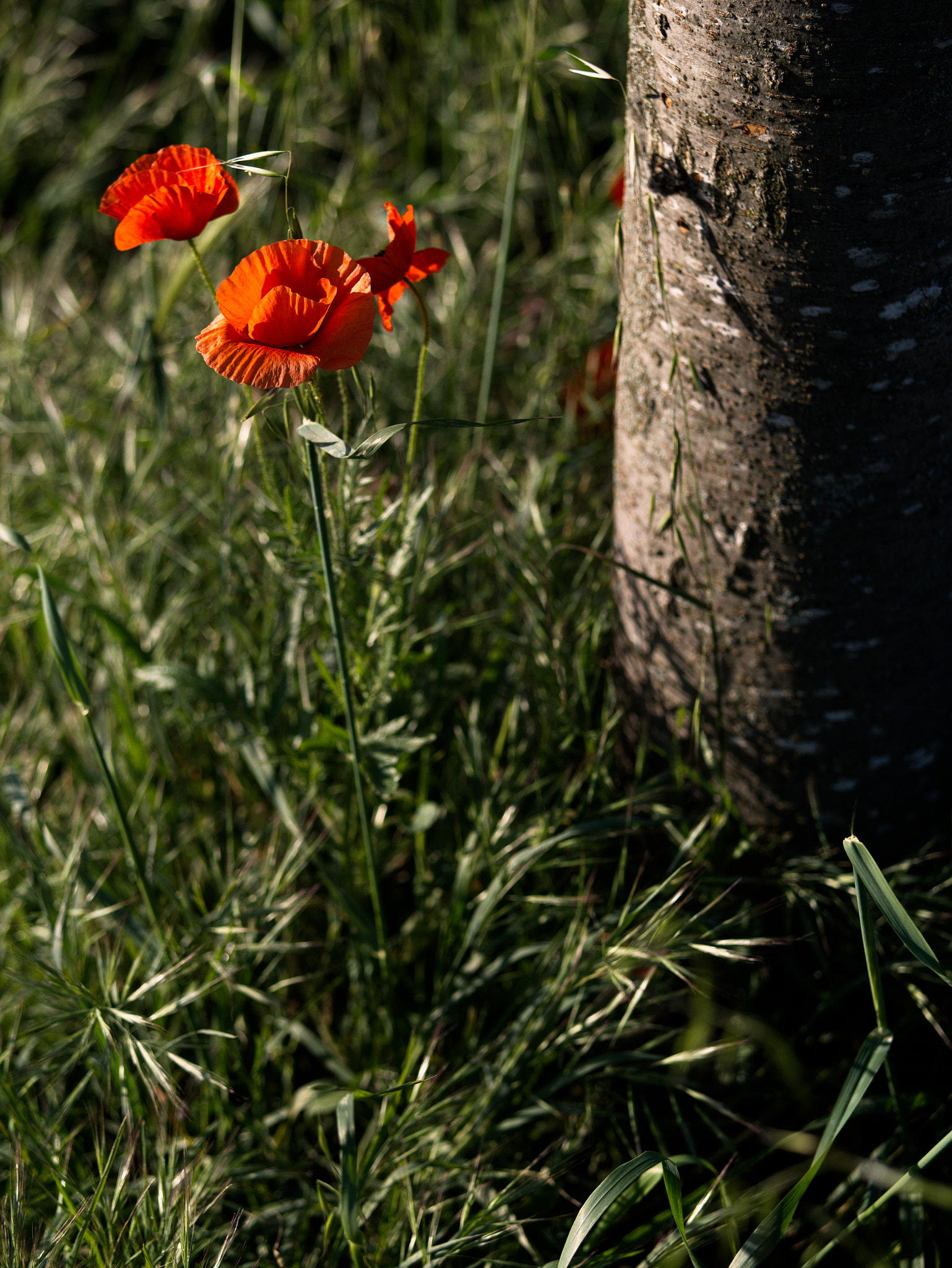 Panasonic Lumix DC-GX9 sample photo. Le printemps sur les parkings photography