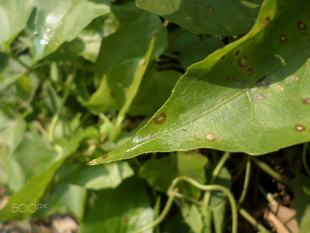 Samsung ST72/ST73 sample photo. This is a natural leaf picture photography