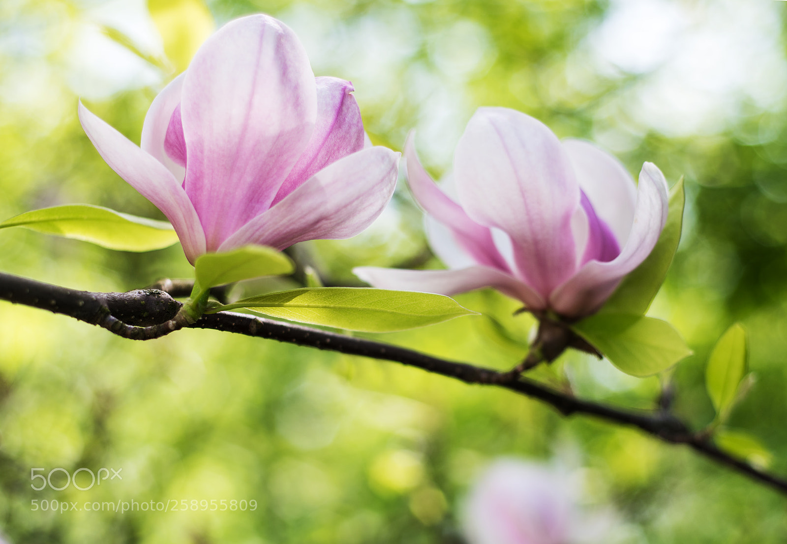 Nikon D750 sample photo. Spring magnolia flowers photography