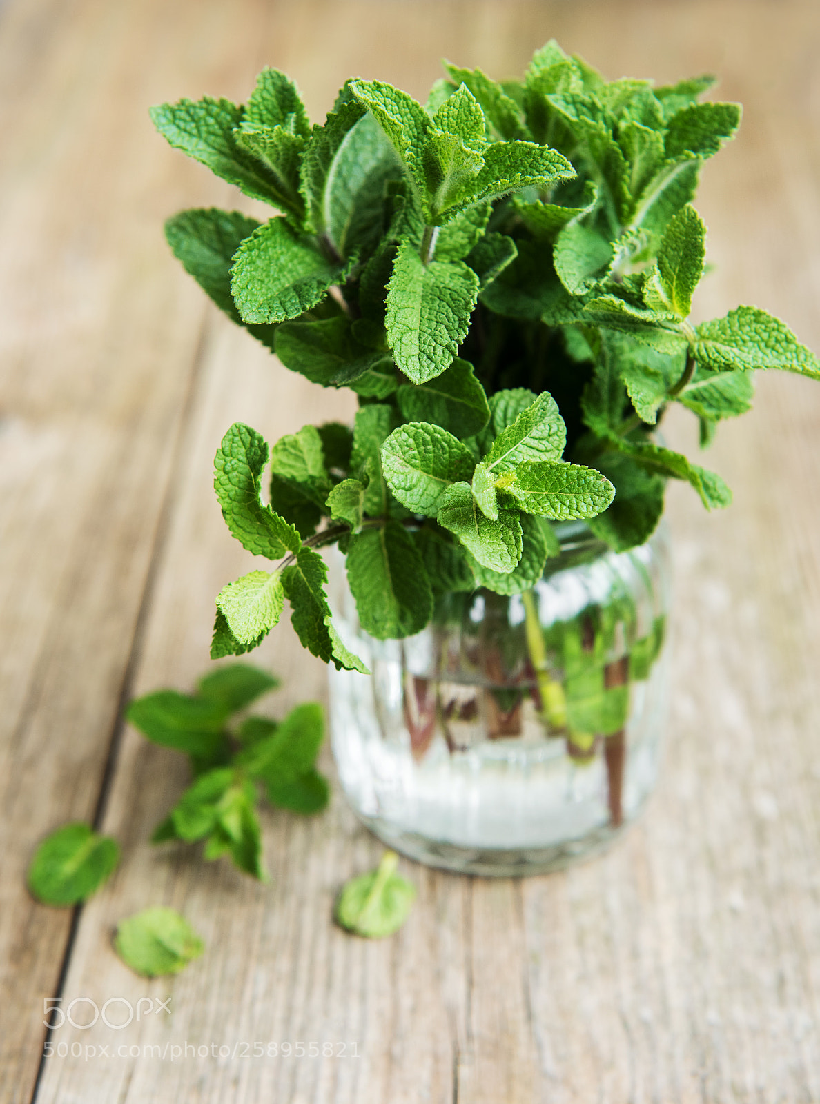 Nikon D750 sample photo. Fresh mint in a photography