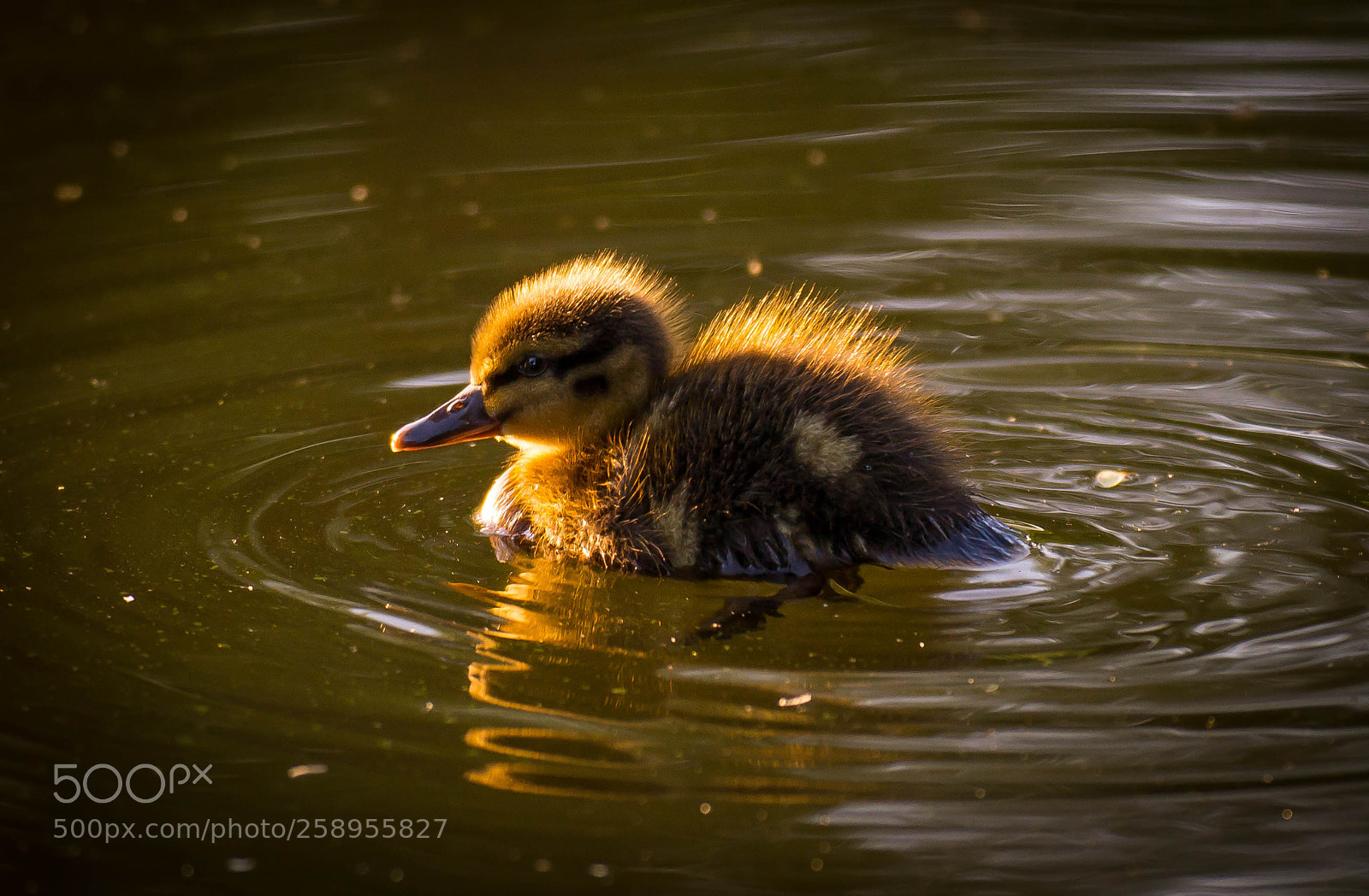 Sony SLT-A58 sample photo. Babyduck photography