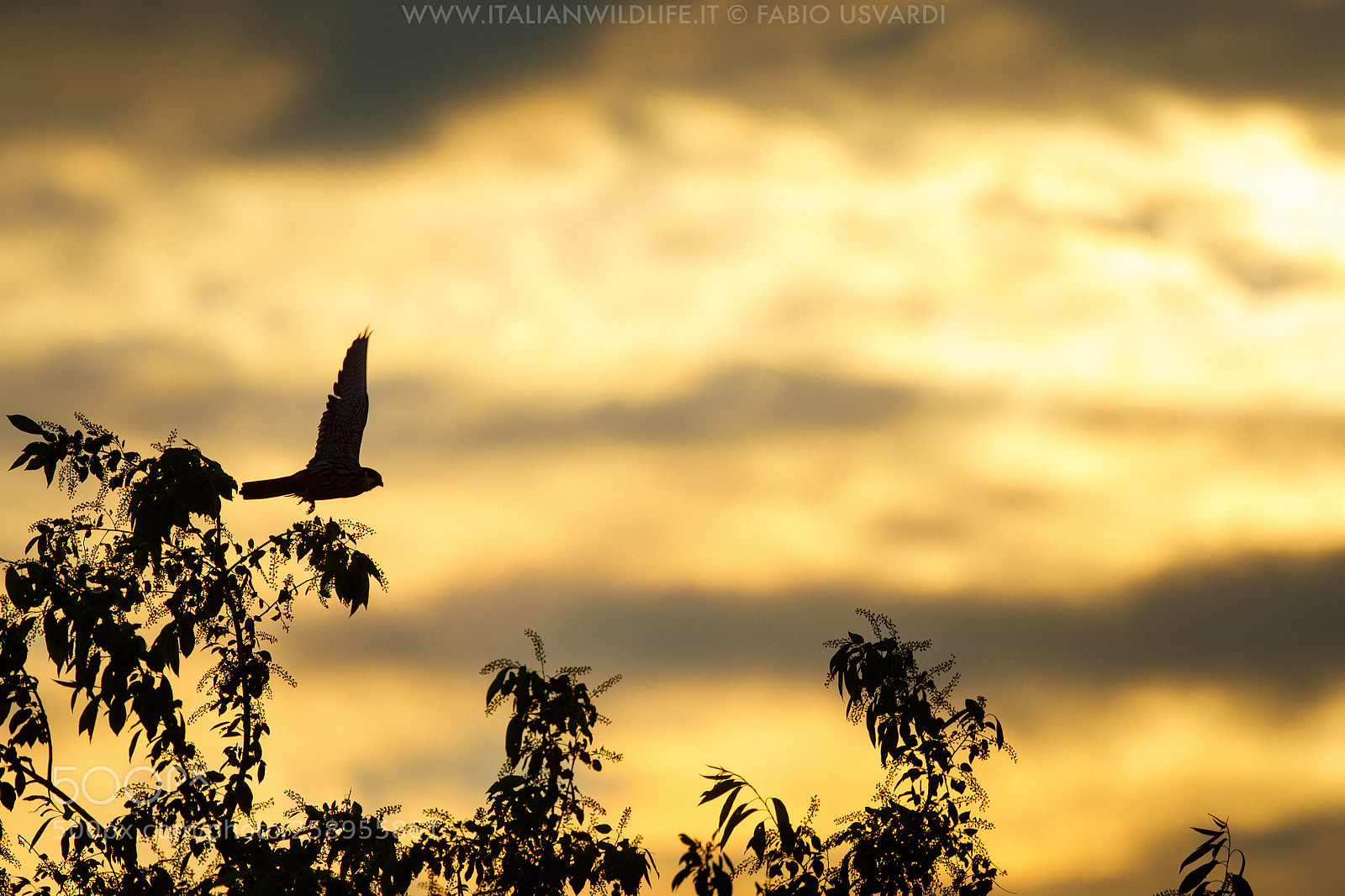 Canon EOS 5D Mark IV sample photo. Falco subbuteo at sunset photography