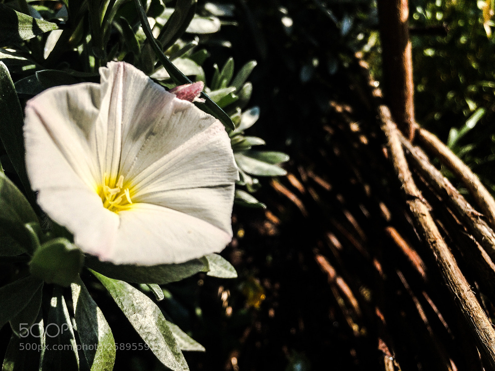 Apple iPhone 5s sample photo. Convolvulus cneorum photography