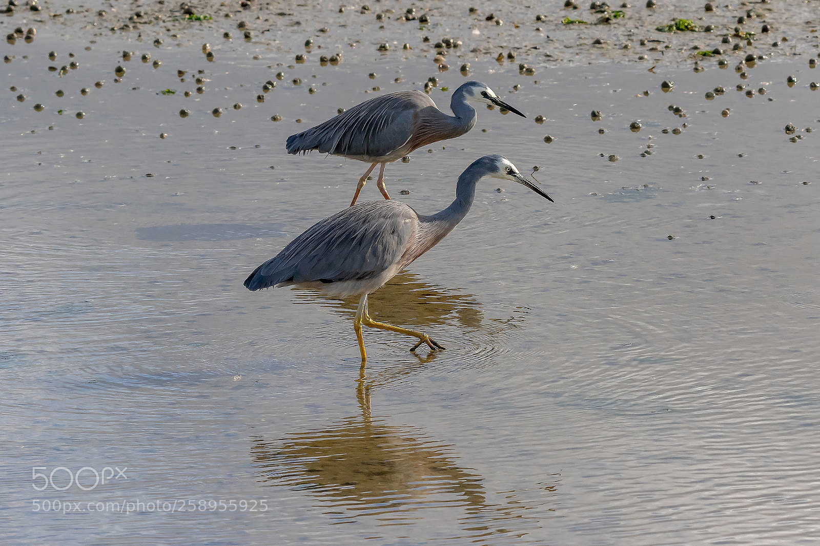 Canon EOS 7D Mark II sample photo. White faced herons photography