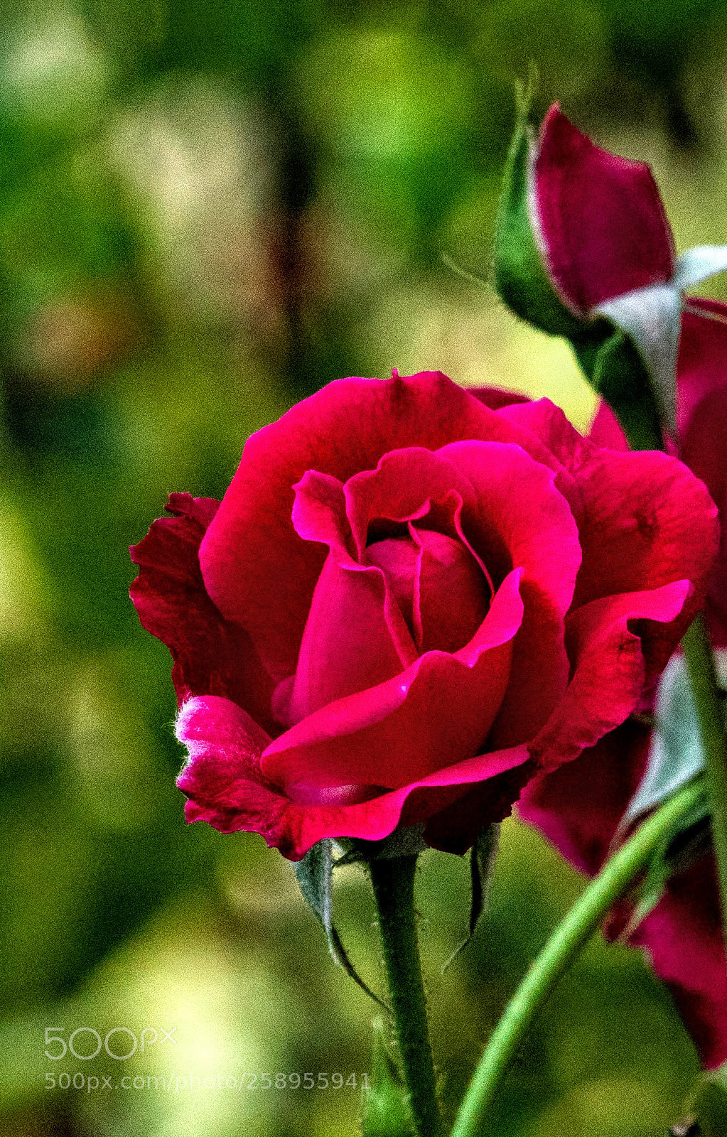 Sony a7R II sample photo. Rose! photography