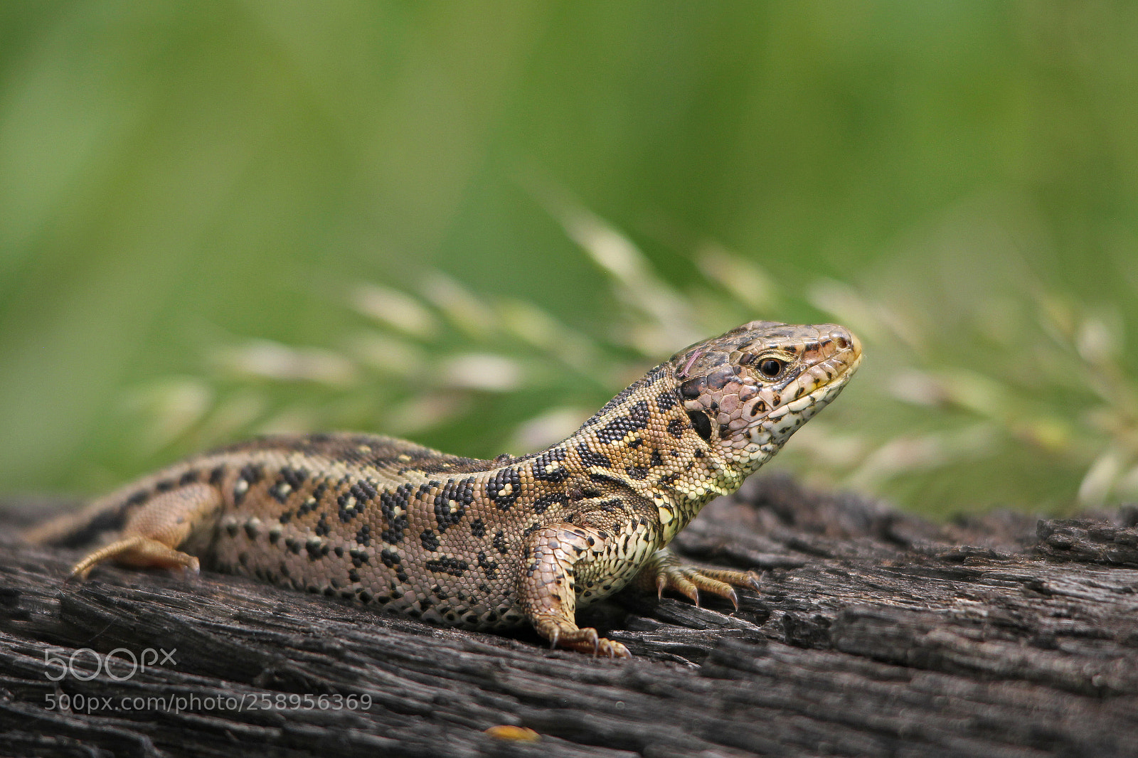 Canon EOS 550D (EOS Rebel T2i / EOS Kiss X4) sample photo. Sand lizard (lacerta agilis) photography