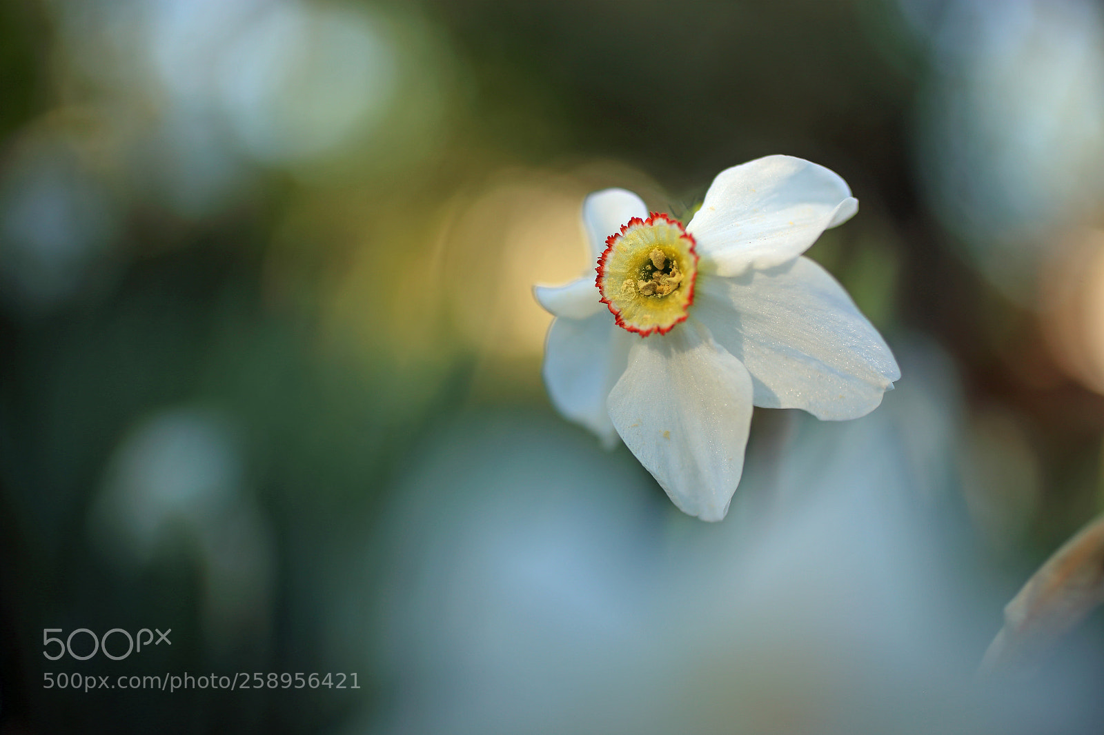 Canon EOS 6D sample photo. Narcissus photography