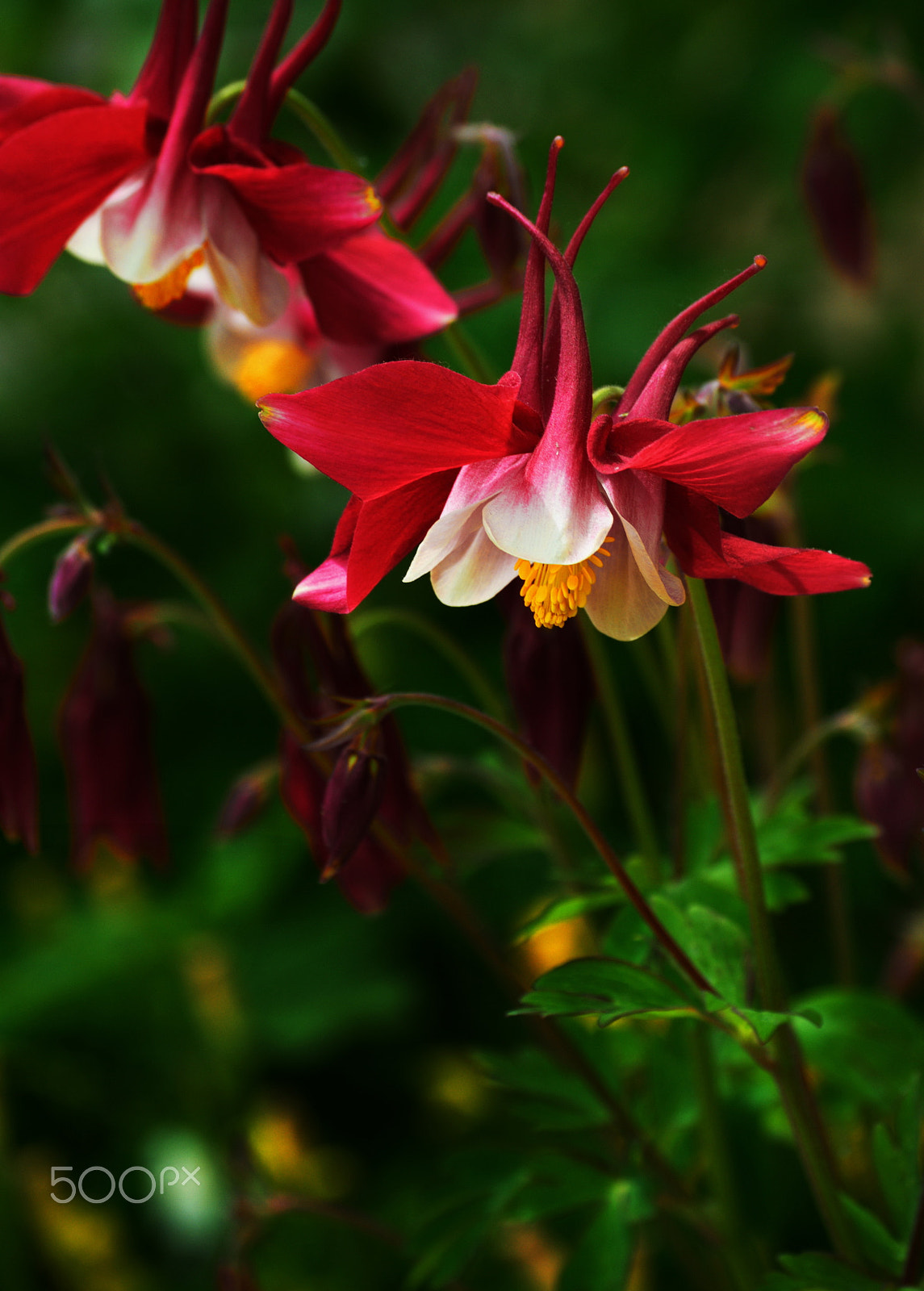 Nikon D3000 sample photo. Columbine aquilegia sp photography