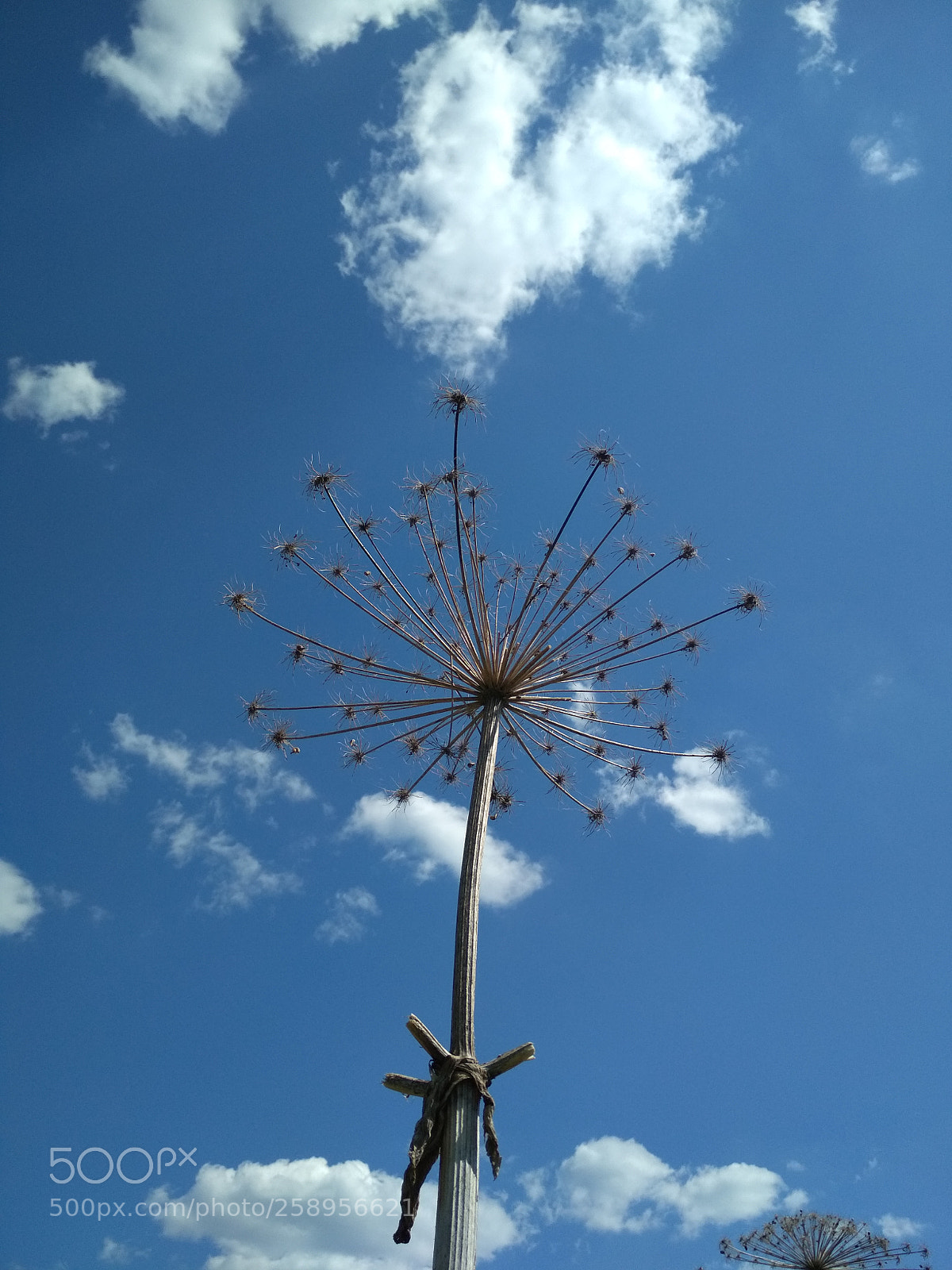 Xiaomi Redmi 4X sample photo. Борщевик photography