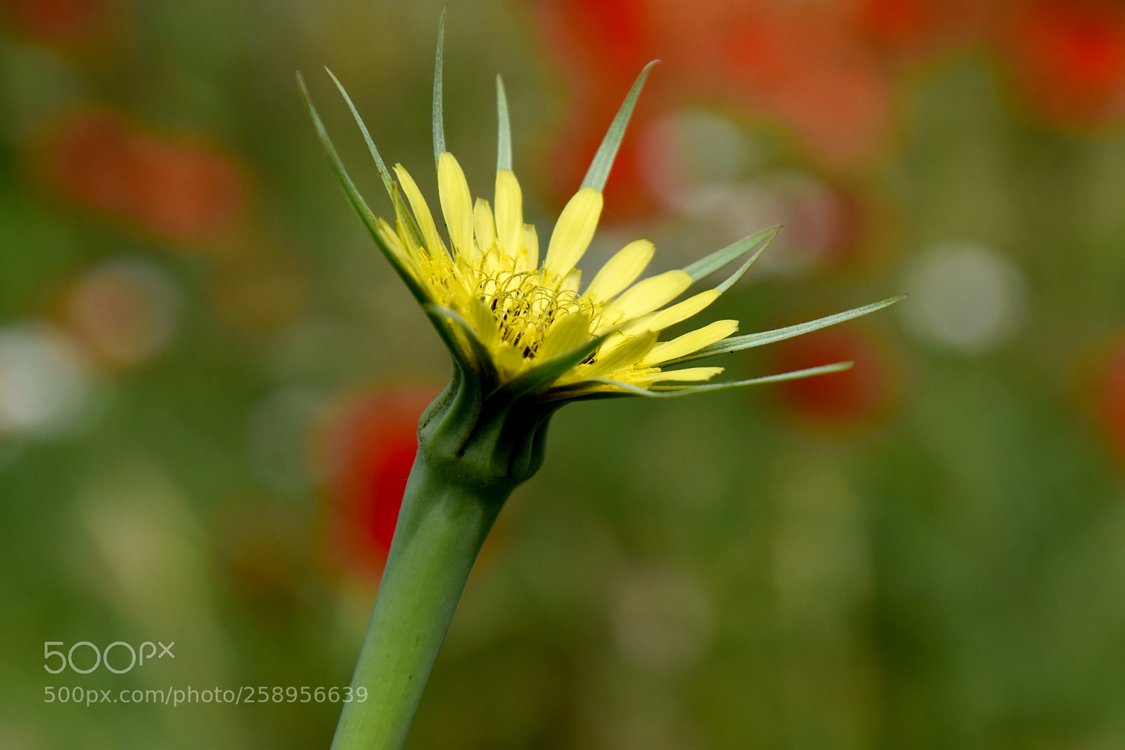 Nikon D5500 sample photo. Colors field photography