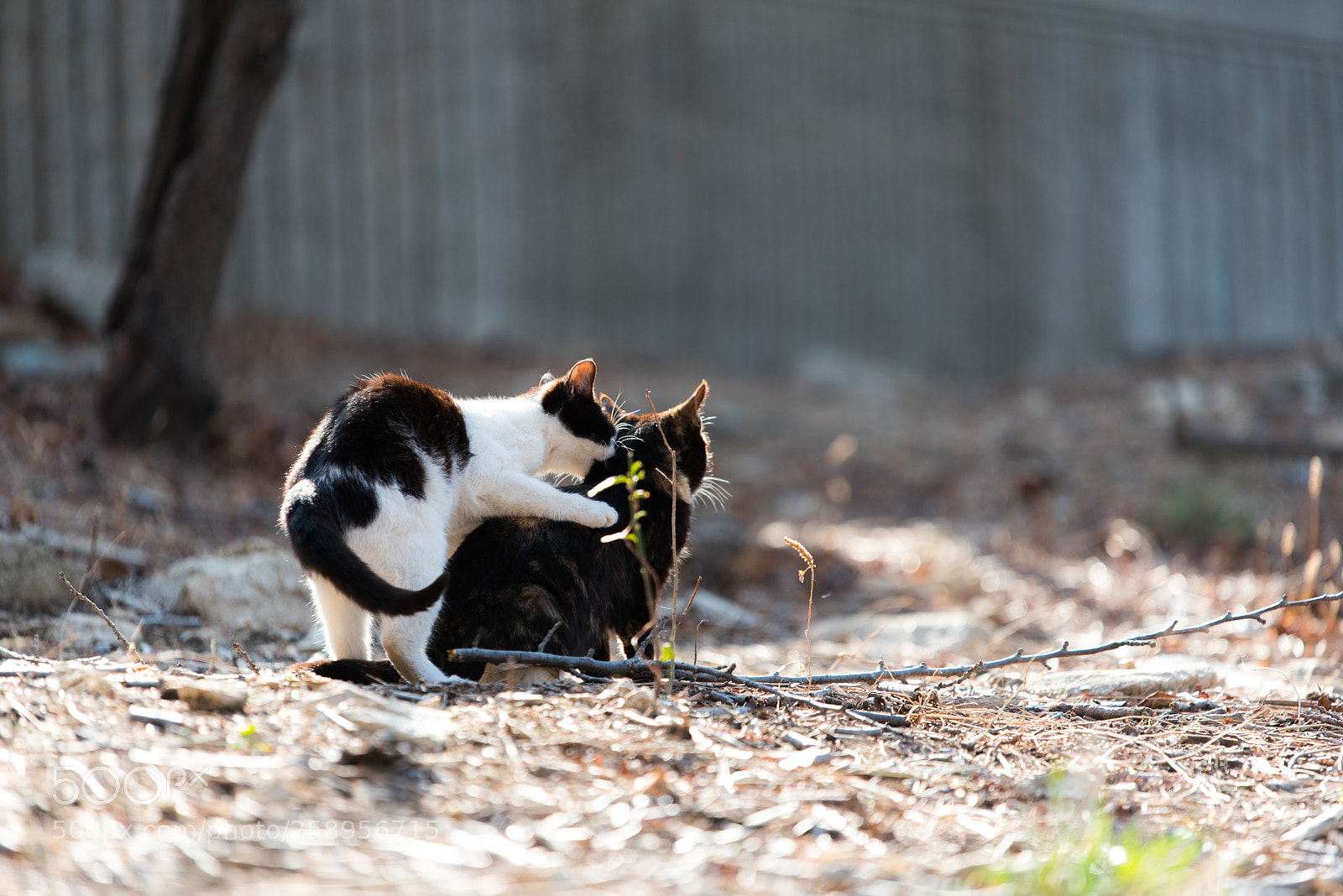 Nikon D750 sample photo. Untitled photography