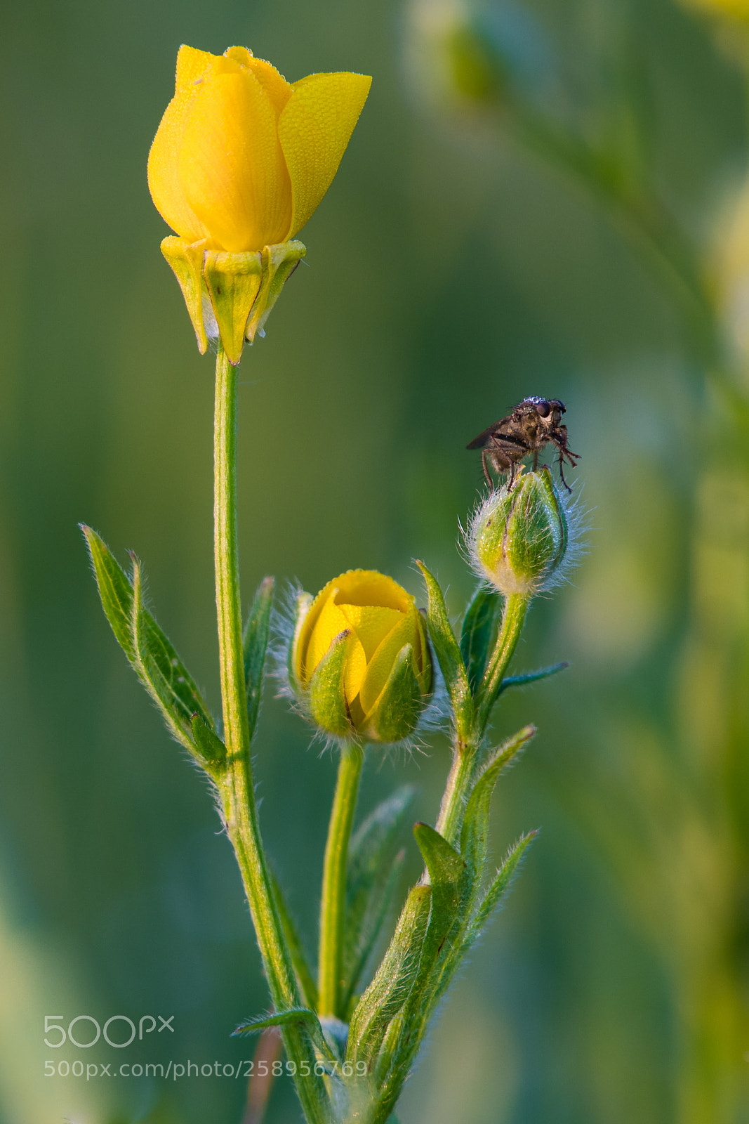 Nikon D7500 sample photo. Fly in morning dew photography