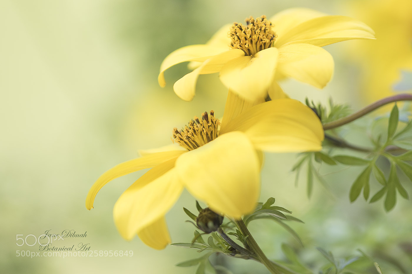 Canon EOS 7D Mark II sample photo. Bidens photography