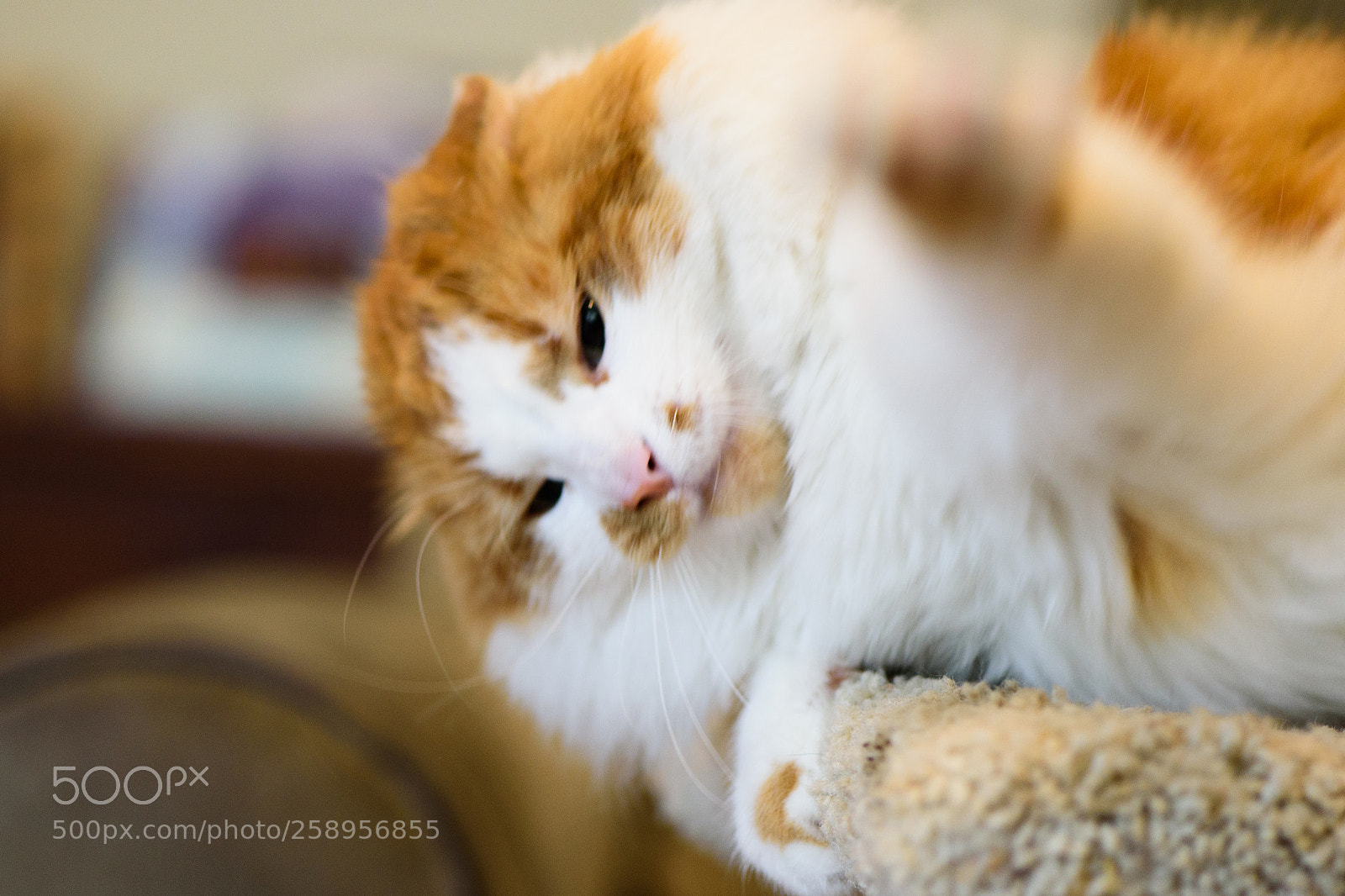 Nikon D750 sample photo. Playing photography