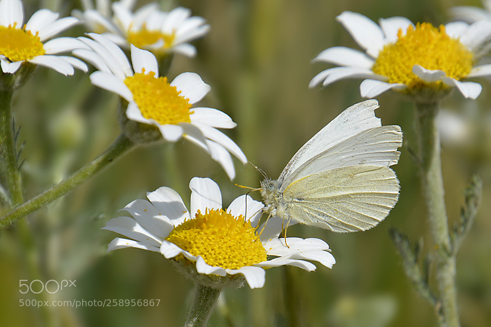 Nikon D5200 sample photo. Blanco sobre blanco photography