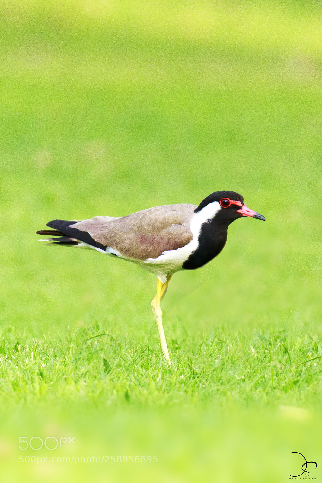 Canon EOS 7D Mark II sample photo. Red-wattled lapwing photography