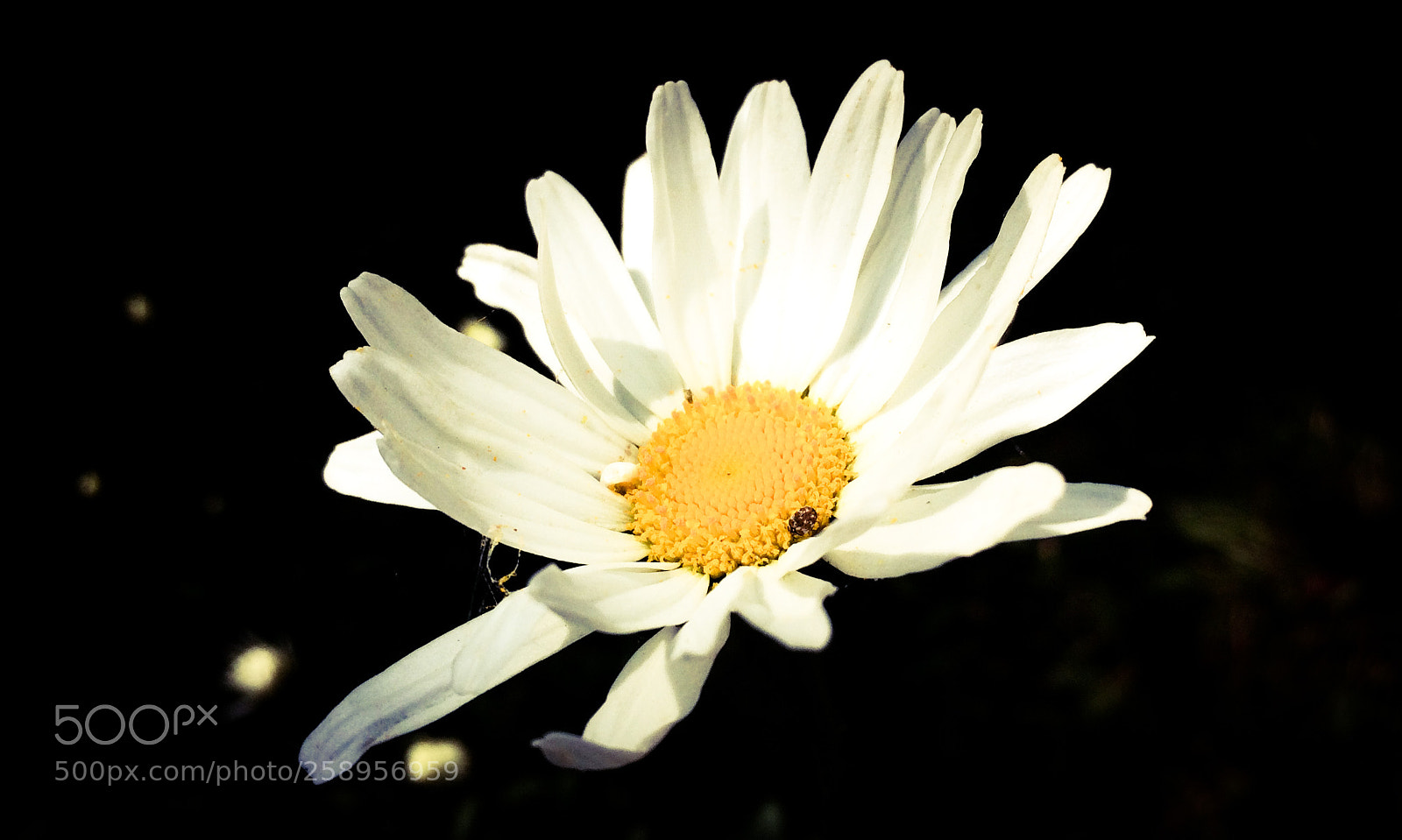Apple iPhone 5s sample photo. Oxeye daisy photography