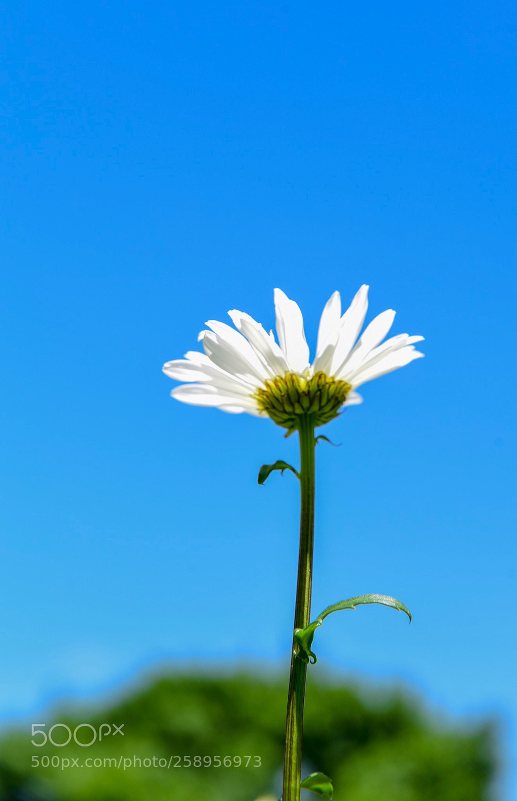 Nikon D750 sample photo. Flower & sky photography