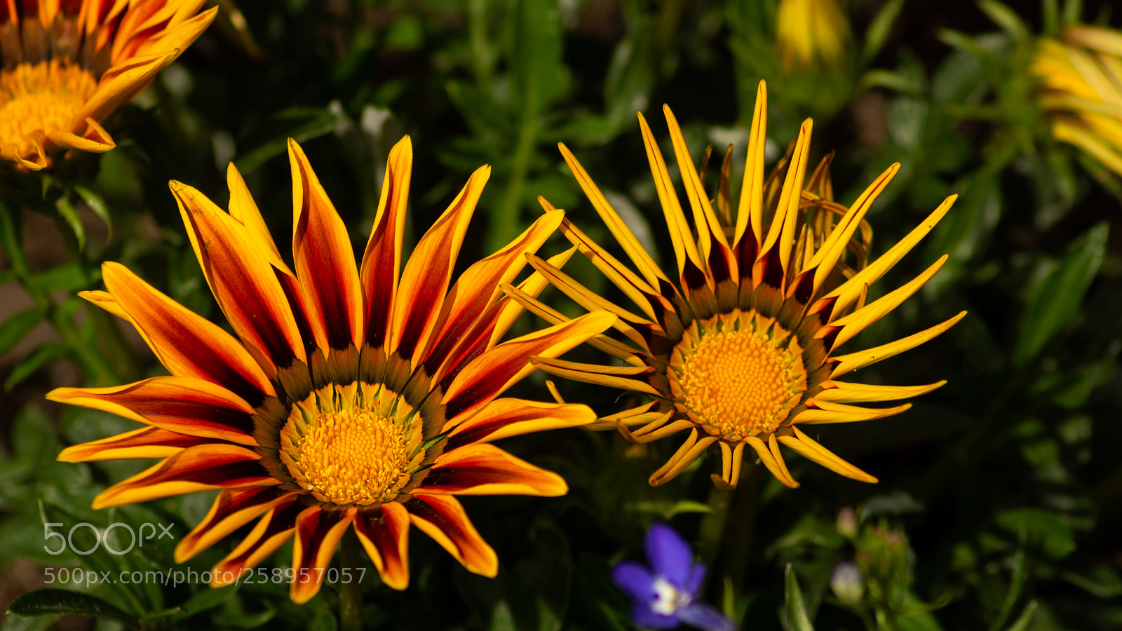Sony SLT-A65 (SLT-A65V) sample photo. Flowers opening under the photography