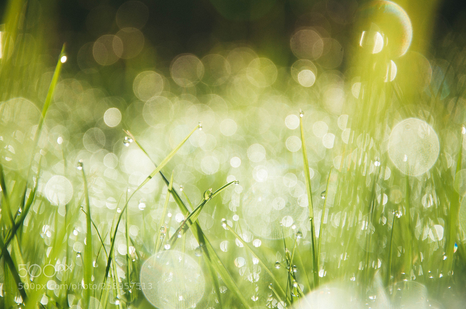 Nikon D5000 sample photo. Bokeh of life photography