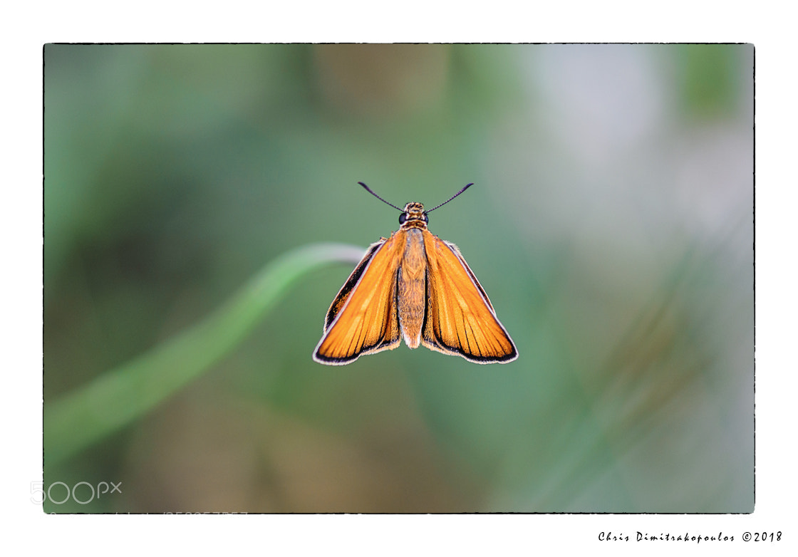 Nikon D7000 sample photo. Orange photography