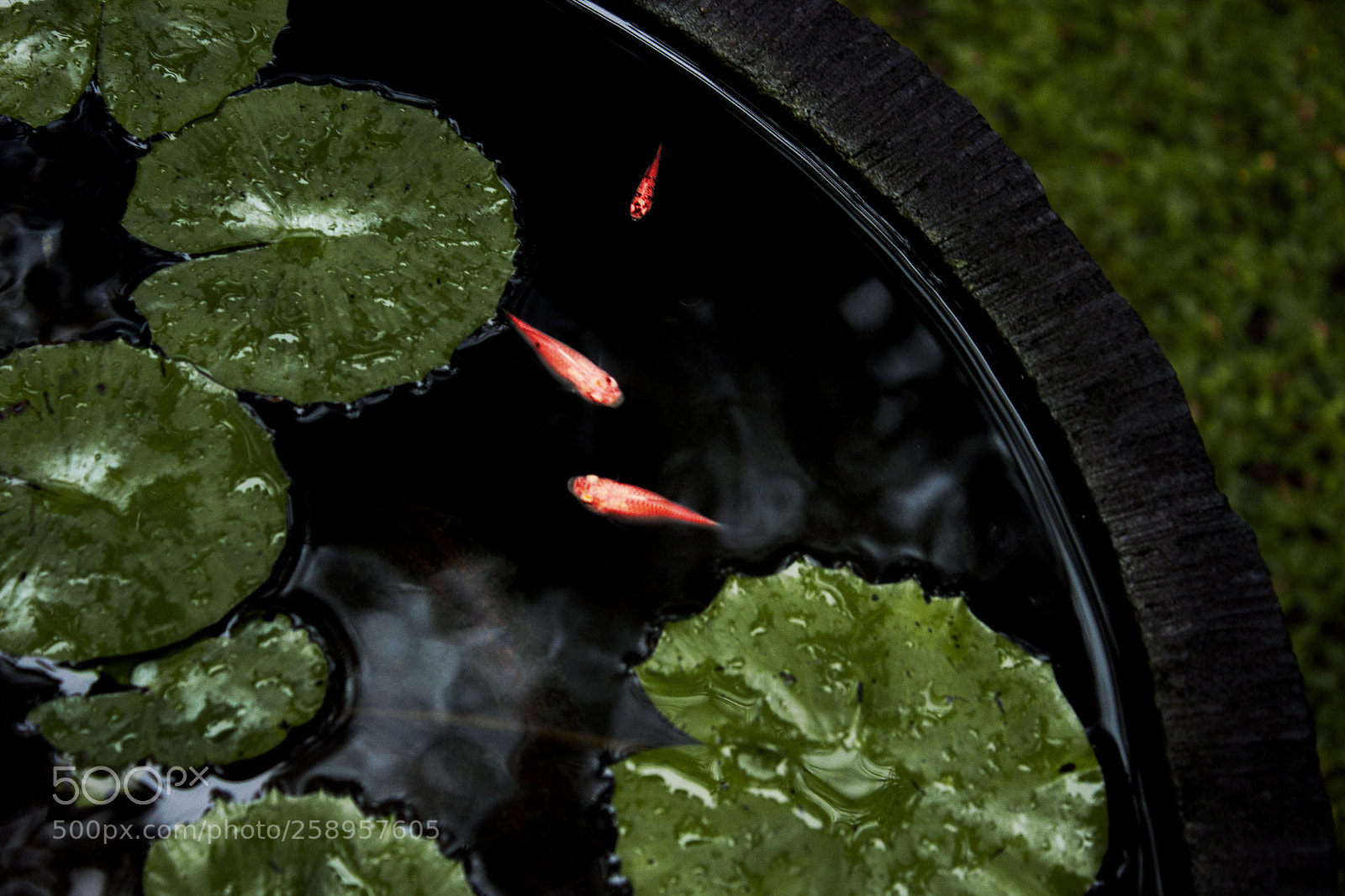 Canon EOS 500D (EOS Rebel T1i / EOS Kiss X3) sample photo. Fish in pond photography