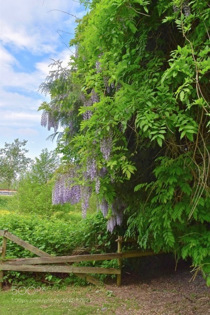 Nikon D5500 sample photo. Symbolic wisteria photography