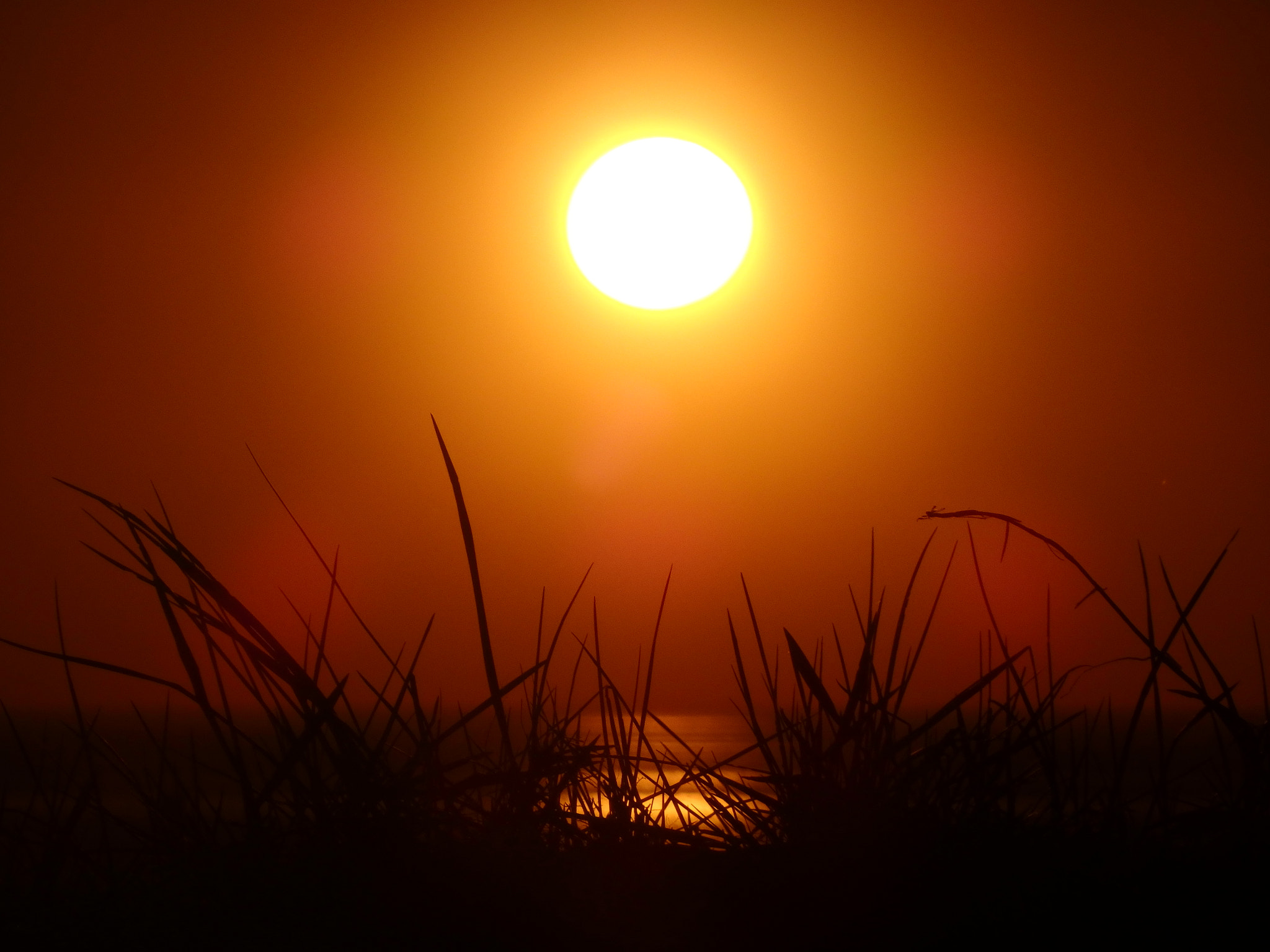 Olympus SH-2 sample photo. Sun and dune grass spo photography