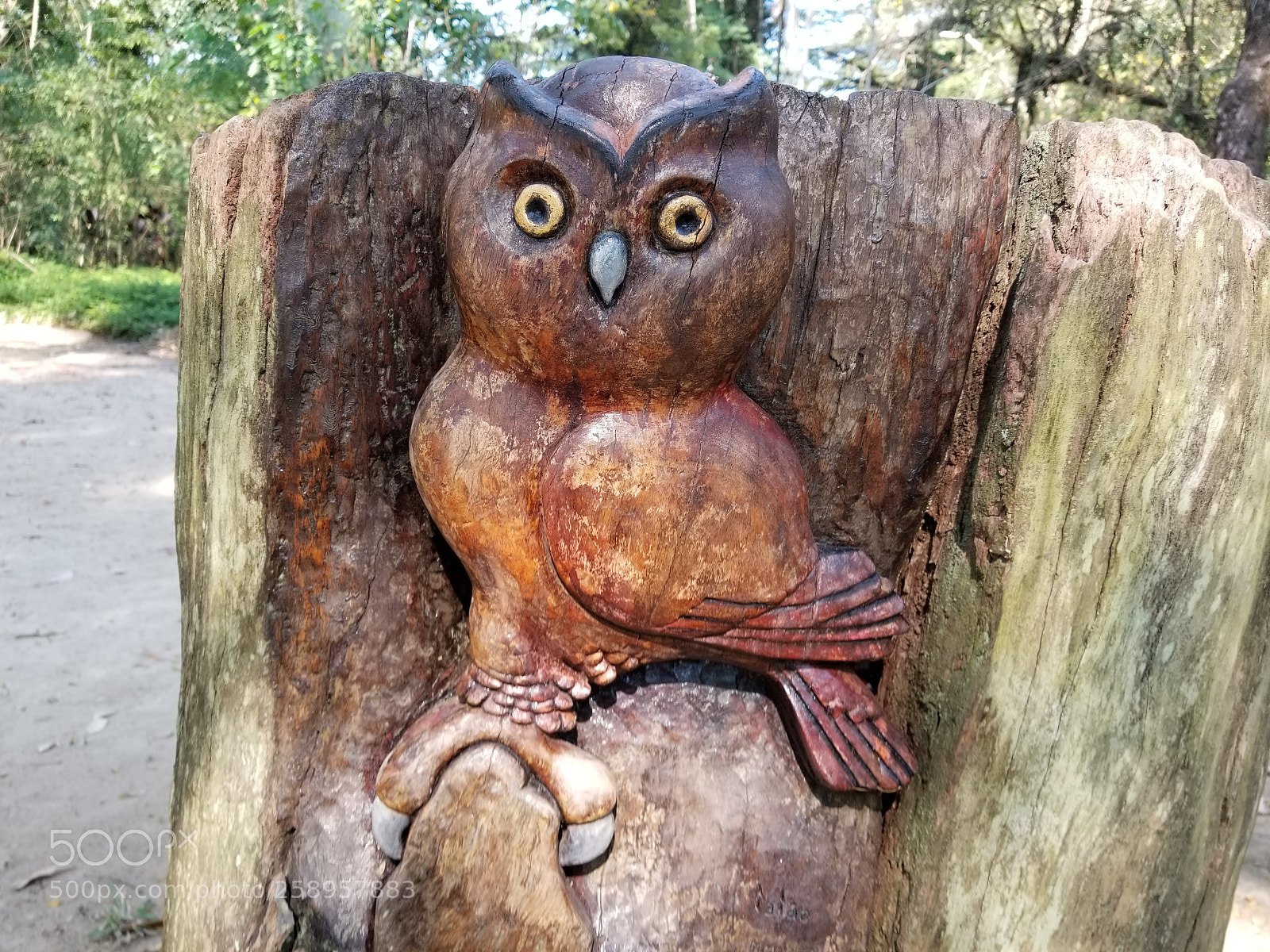 Samsung Galaxy S8 sample photo. Owl on wood photography