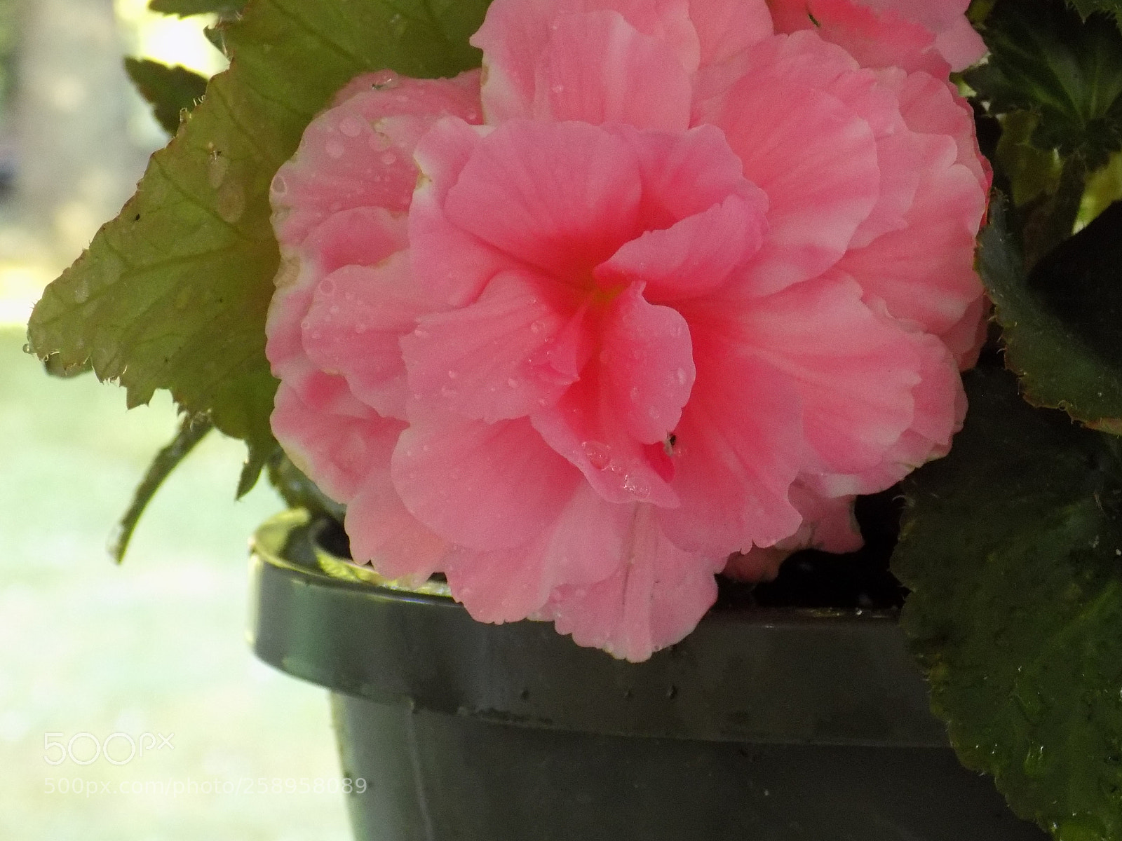 Nikon COOLPIX L340 sample photo. () photography