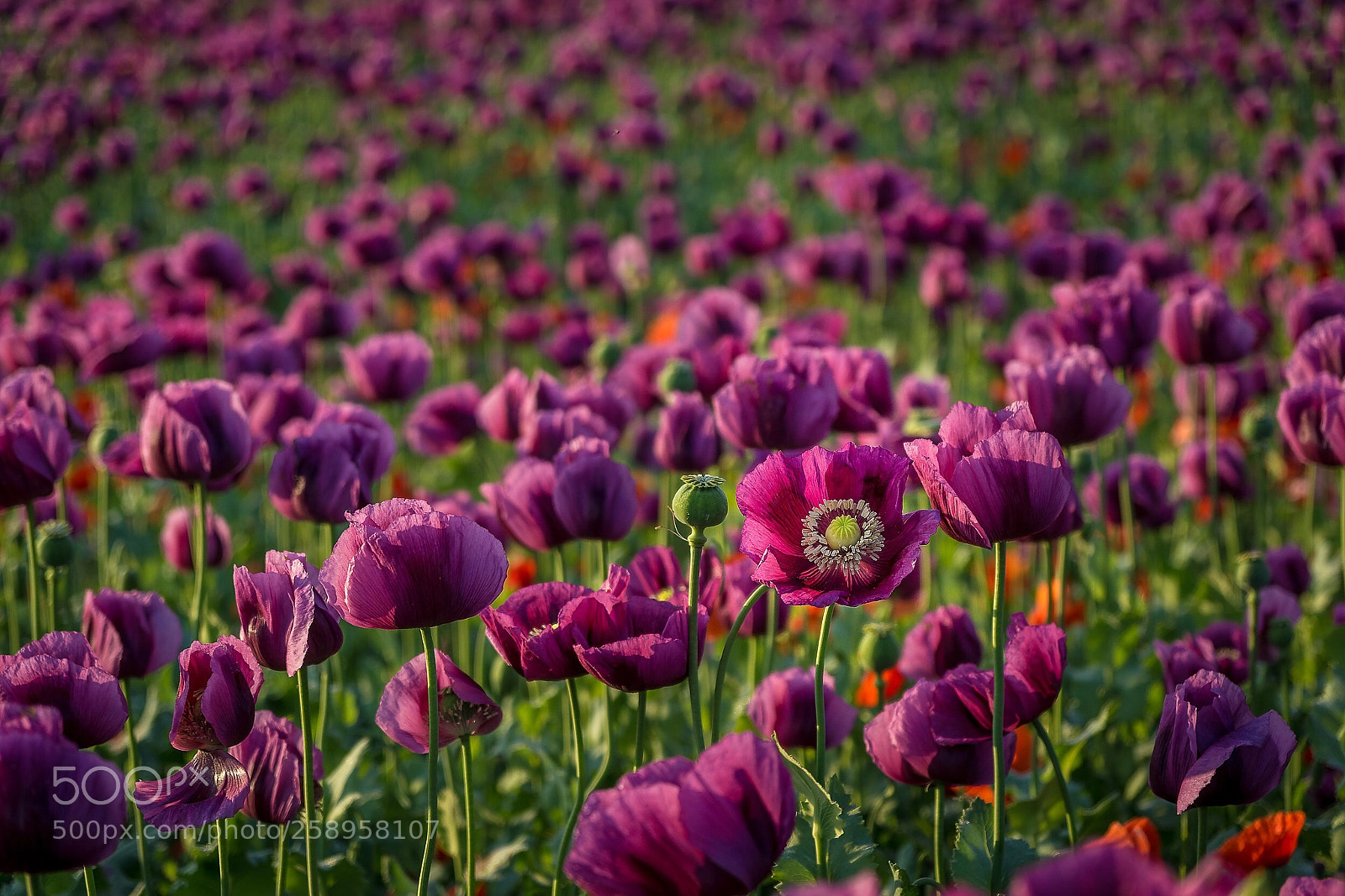 Sony a6000 sample photo. Pink poppy photography