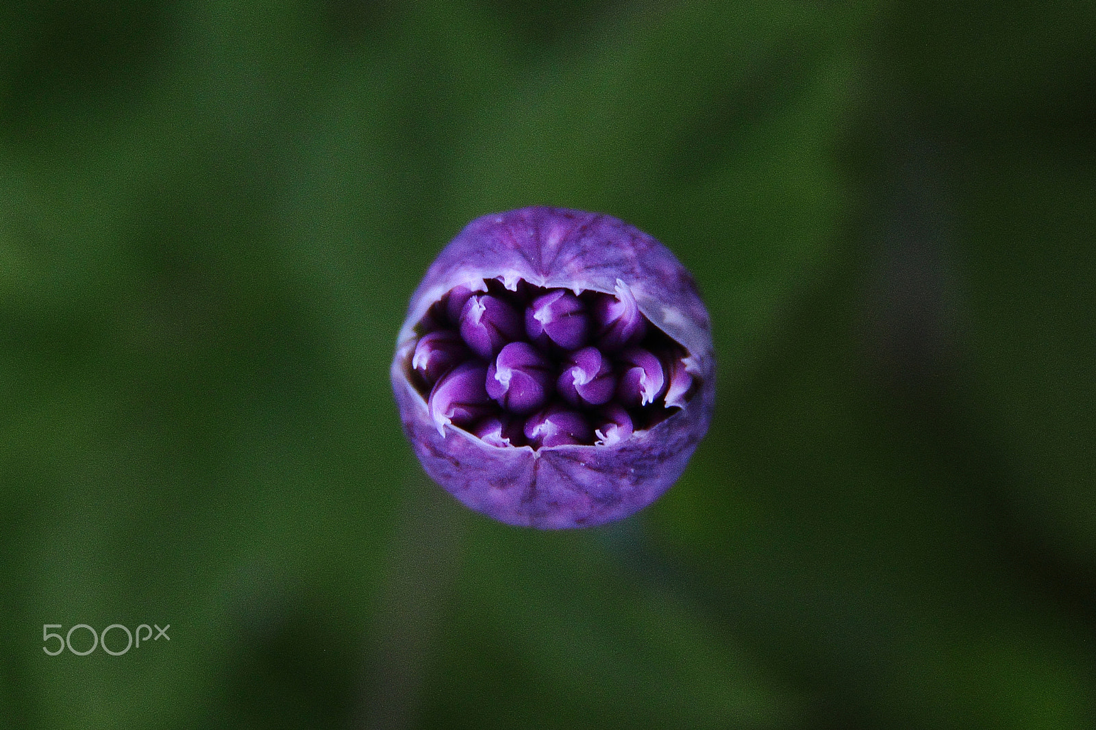 Canon EF-S 18-200mm F3.5-5.6 IS sample photo. Allium schoenoprasum photography
