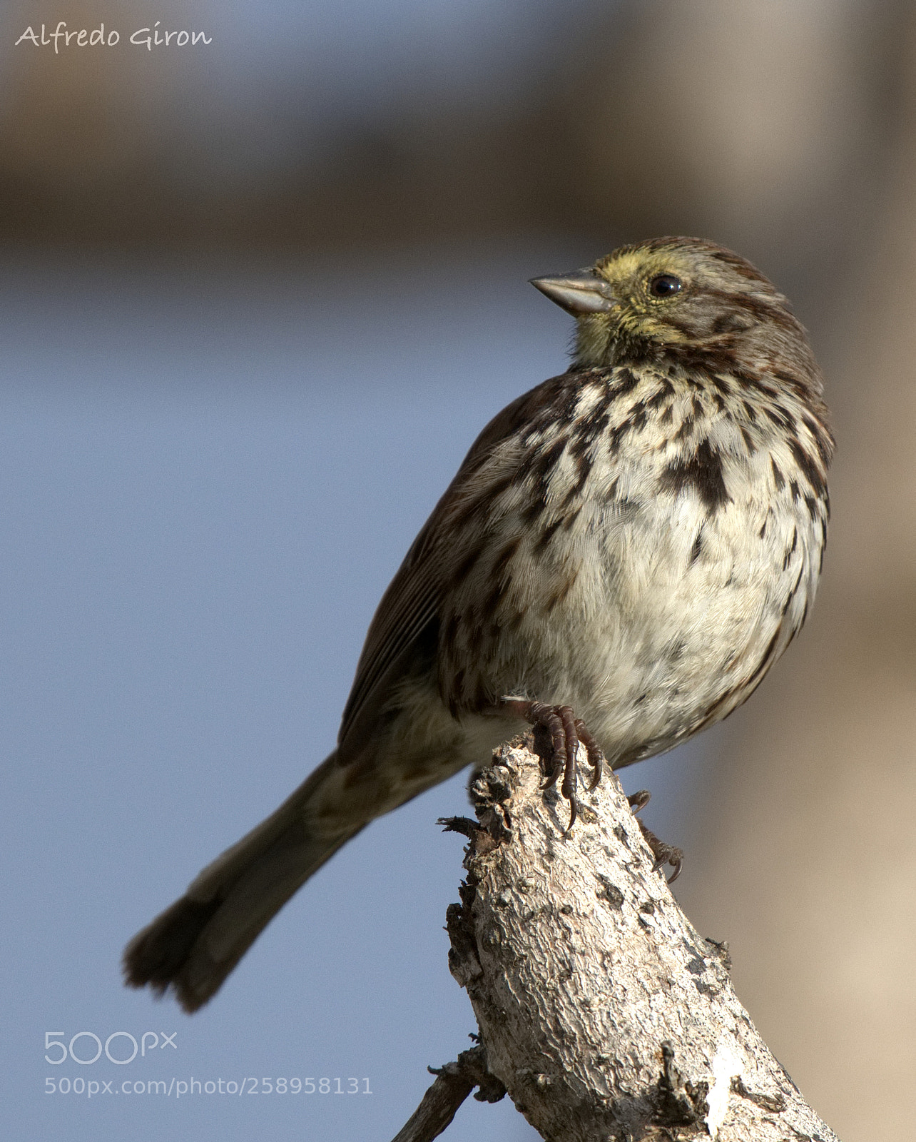 Nikon D500 sample photo. Savannah sparrow photography