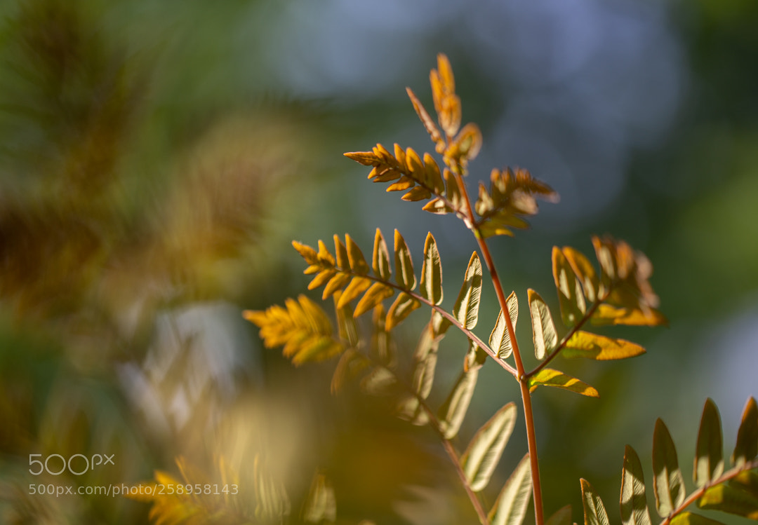 Canon EOS 6D sample photo. Untitled photography