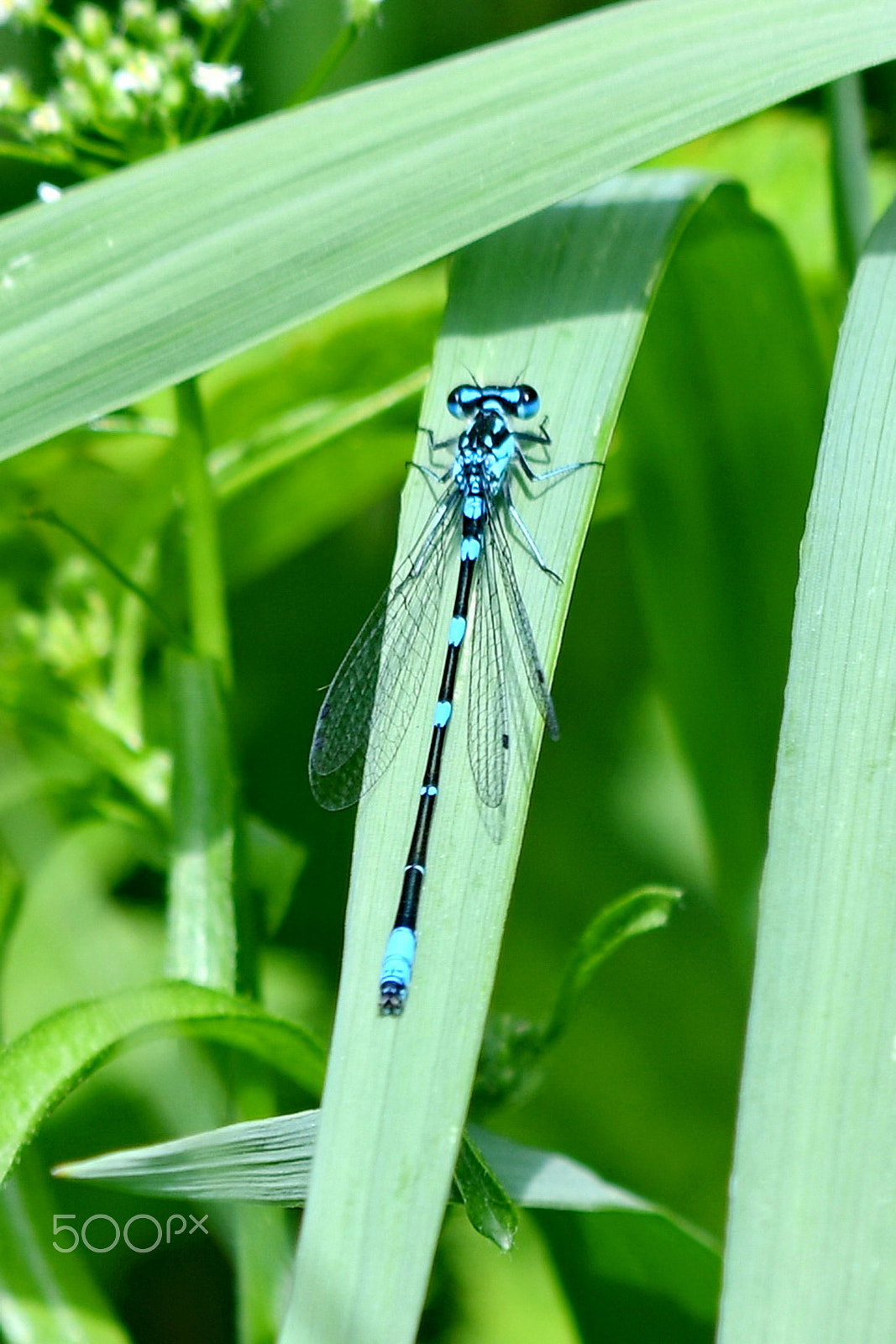 Nikon AF-S Nikkor 200-500mm F5.6E ED VR sample photo. Dragonfly photography