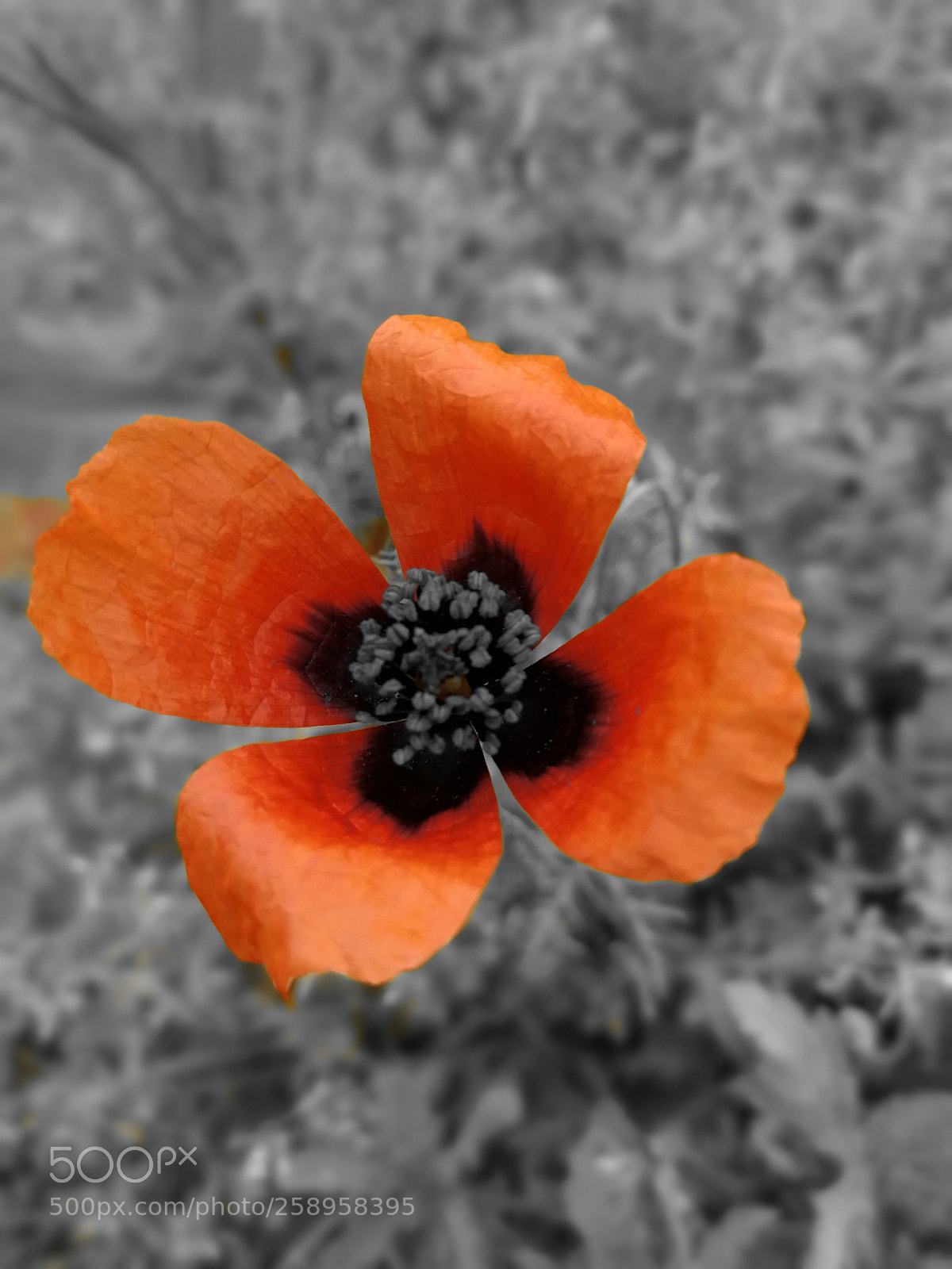 HUAWEI P10 sample photo. Untitled photography