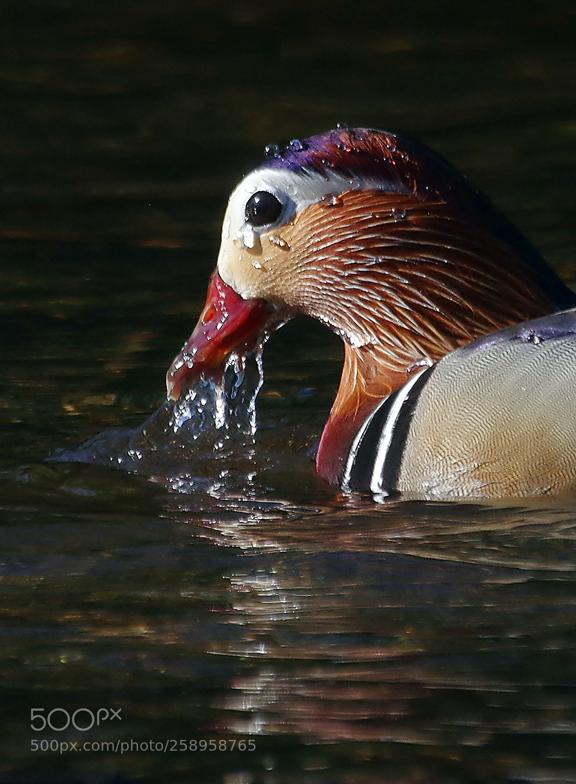 Pentax K-3 sample photo. Male mandarin photography