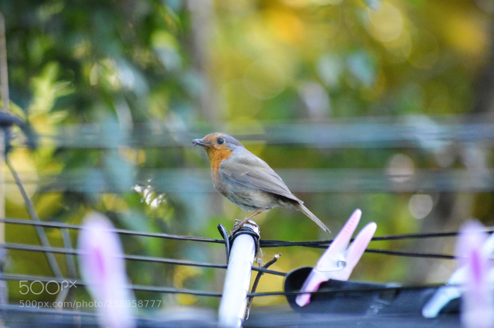 Nikon D3200 sample photo. Robin & washing photography