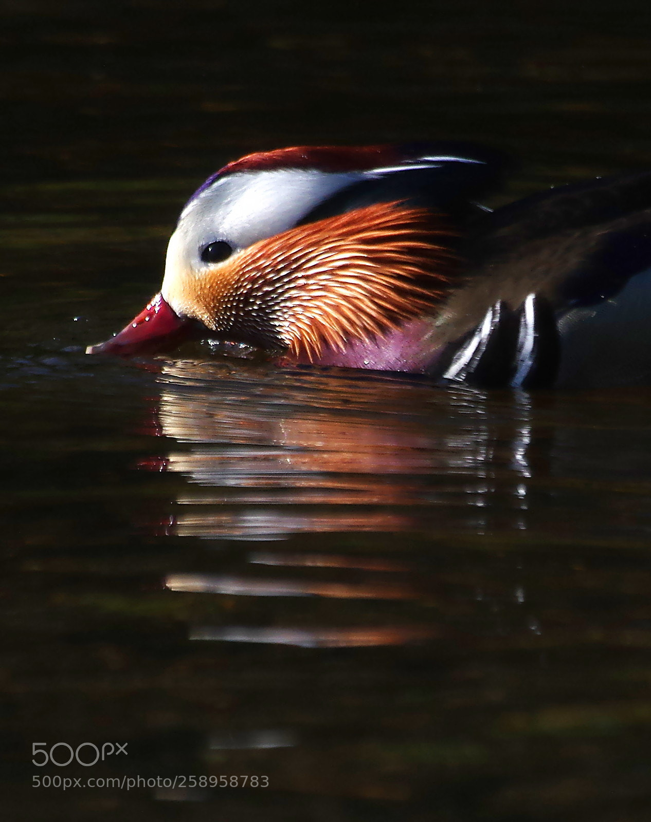 Pentax K-3 sample photo. Male mandarin photography