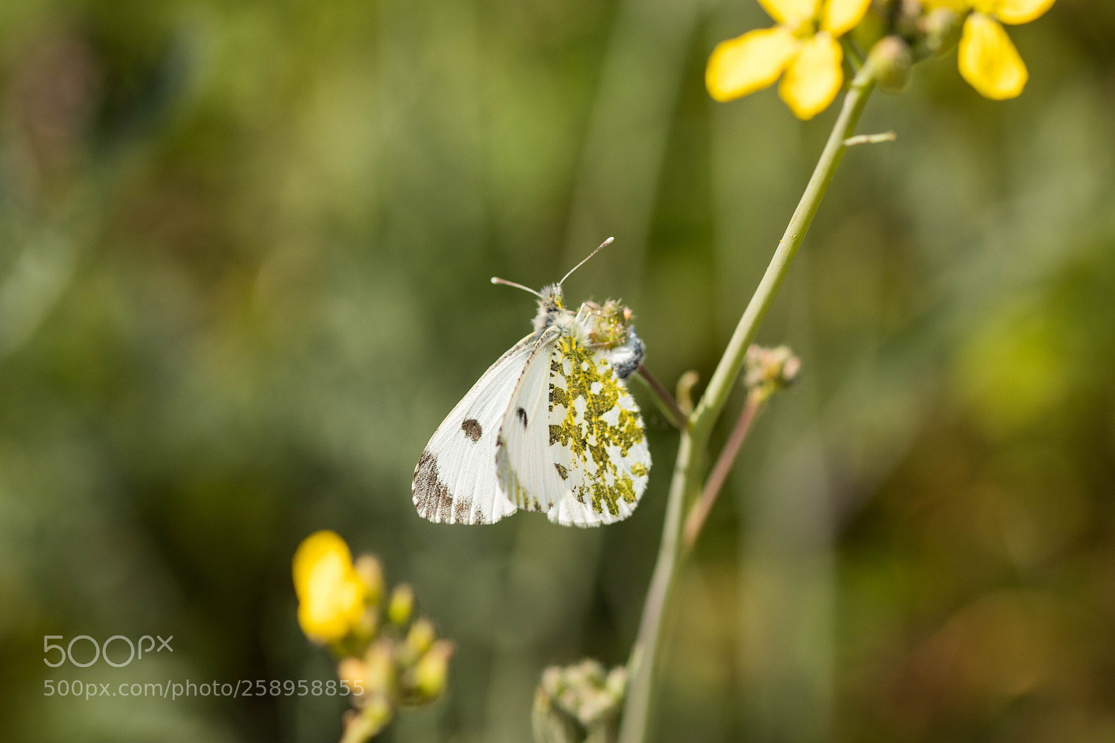 Canon EOS 80D sample photo. Papillon ! photography