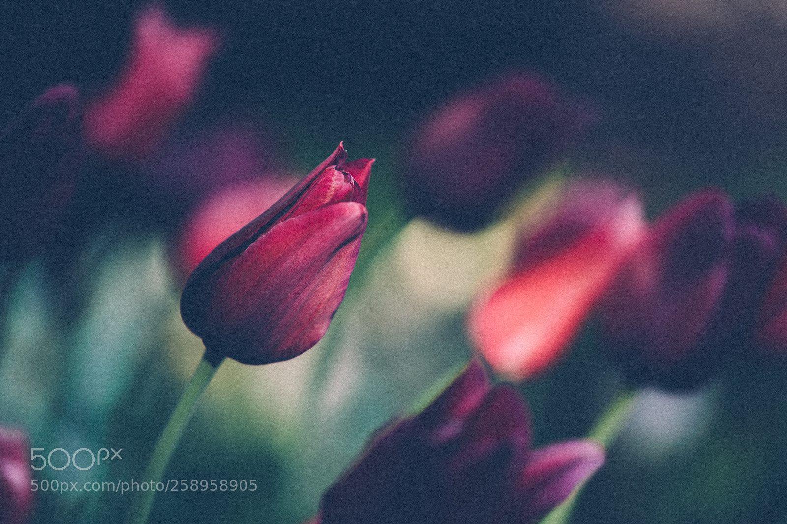 Canon EOS 5D Mark IV sample photo. Reaching for the sun photography