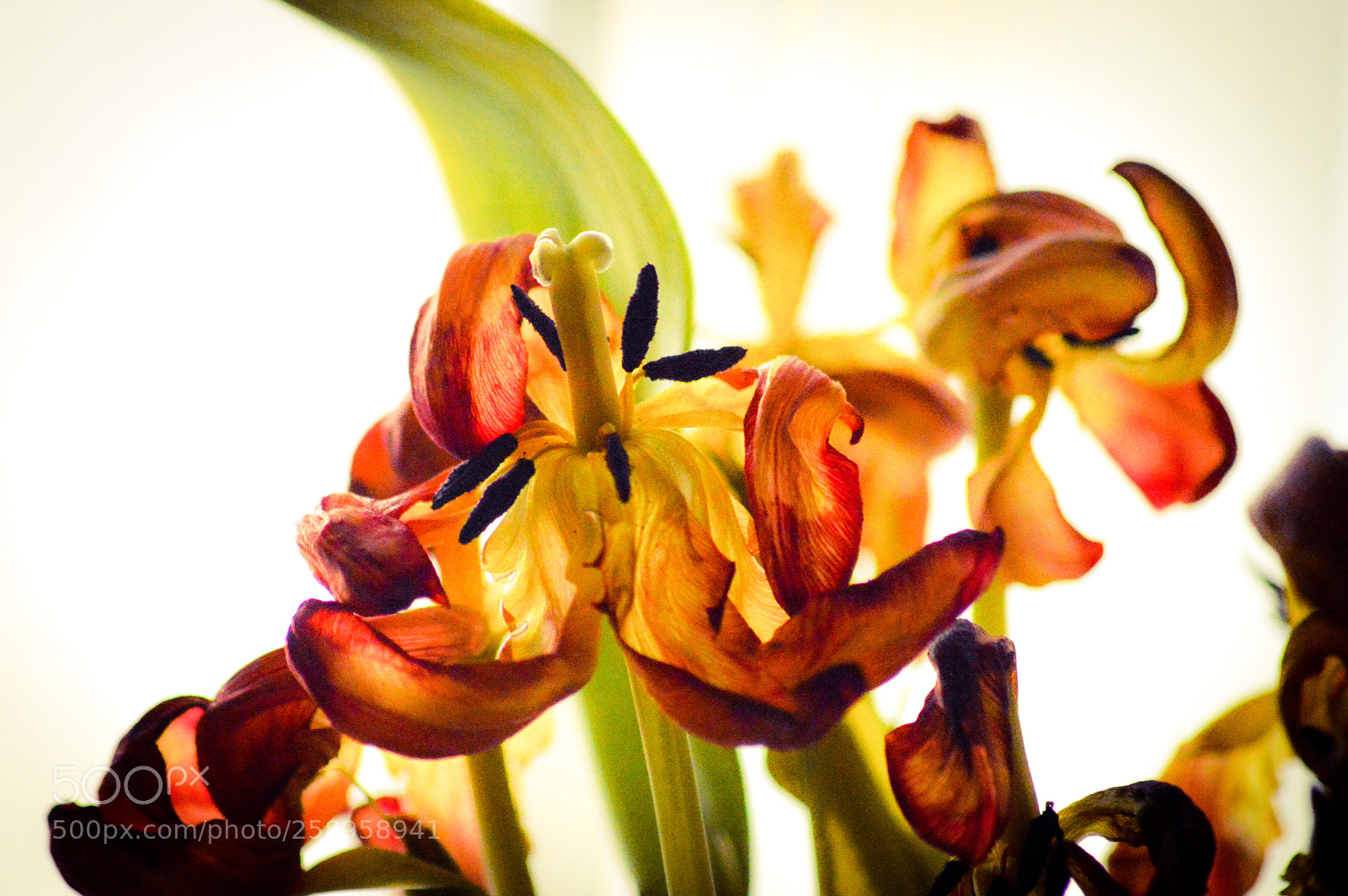 Nikon D3200 sample photo. Ex tulip photography