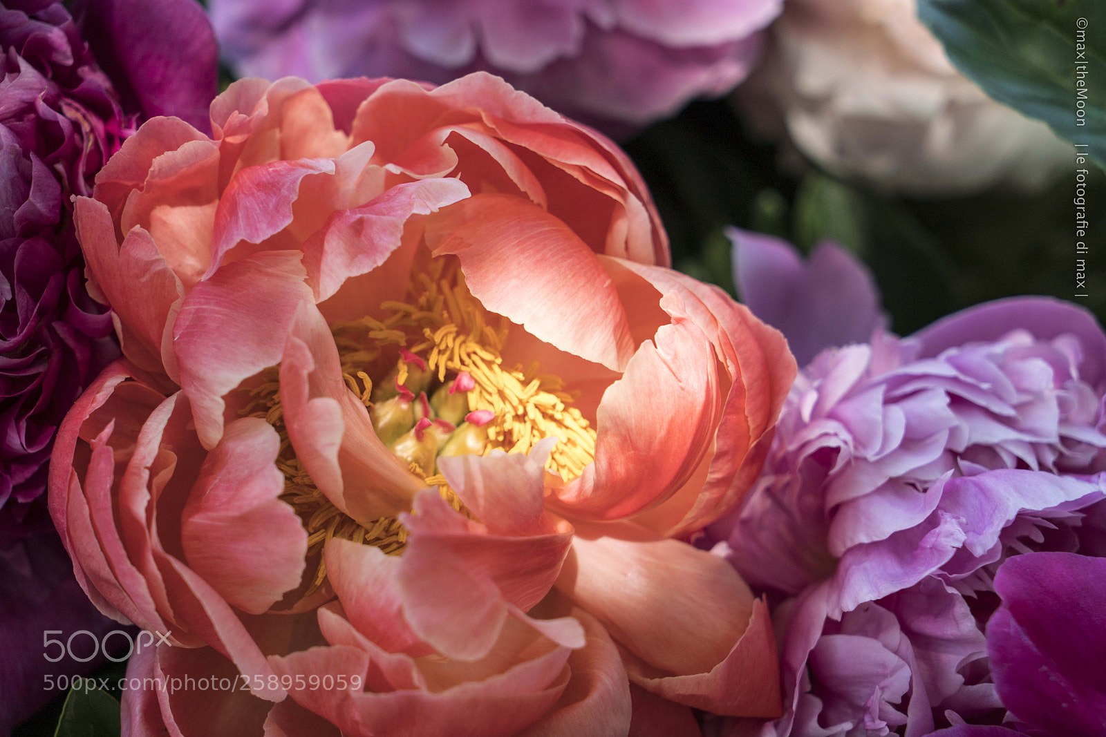 Sony a7R II sample photo. Garden day photography