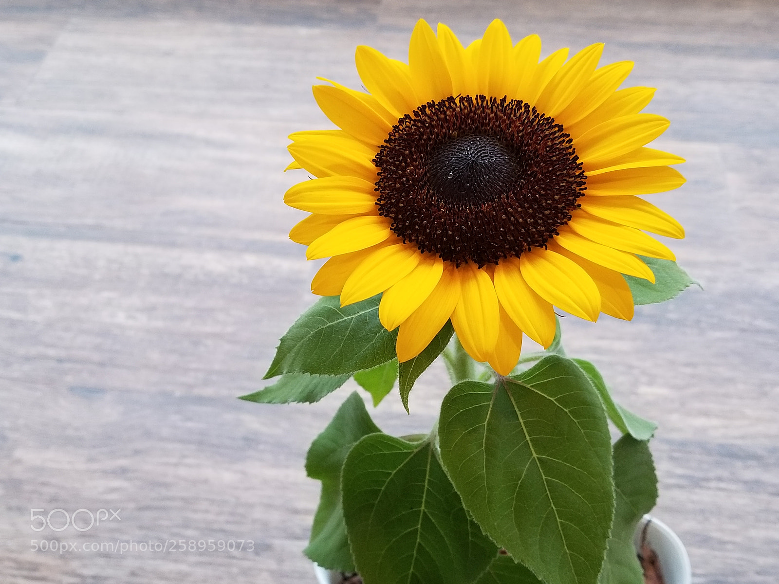 Samsung Galaxy S8 sample photo. Sunflower photography