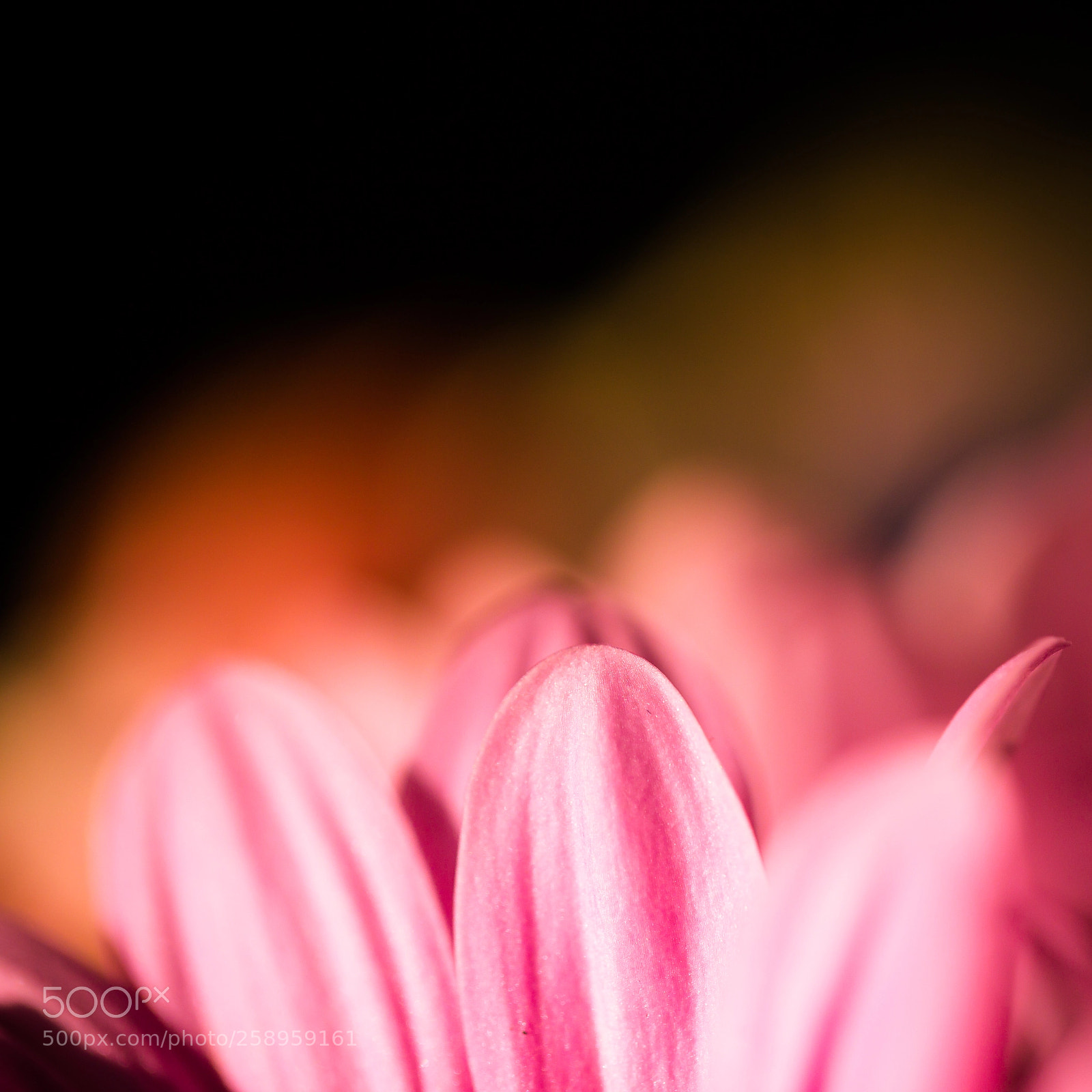 Canon EOS 6D sample photo. Flower photography
