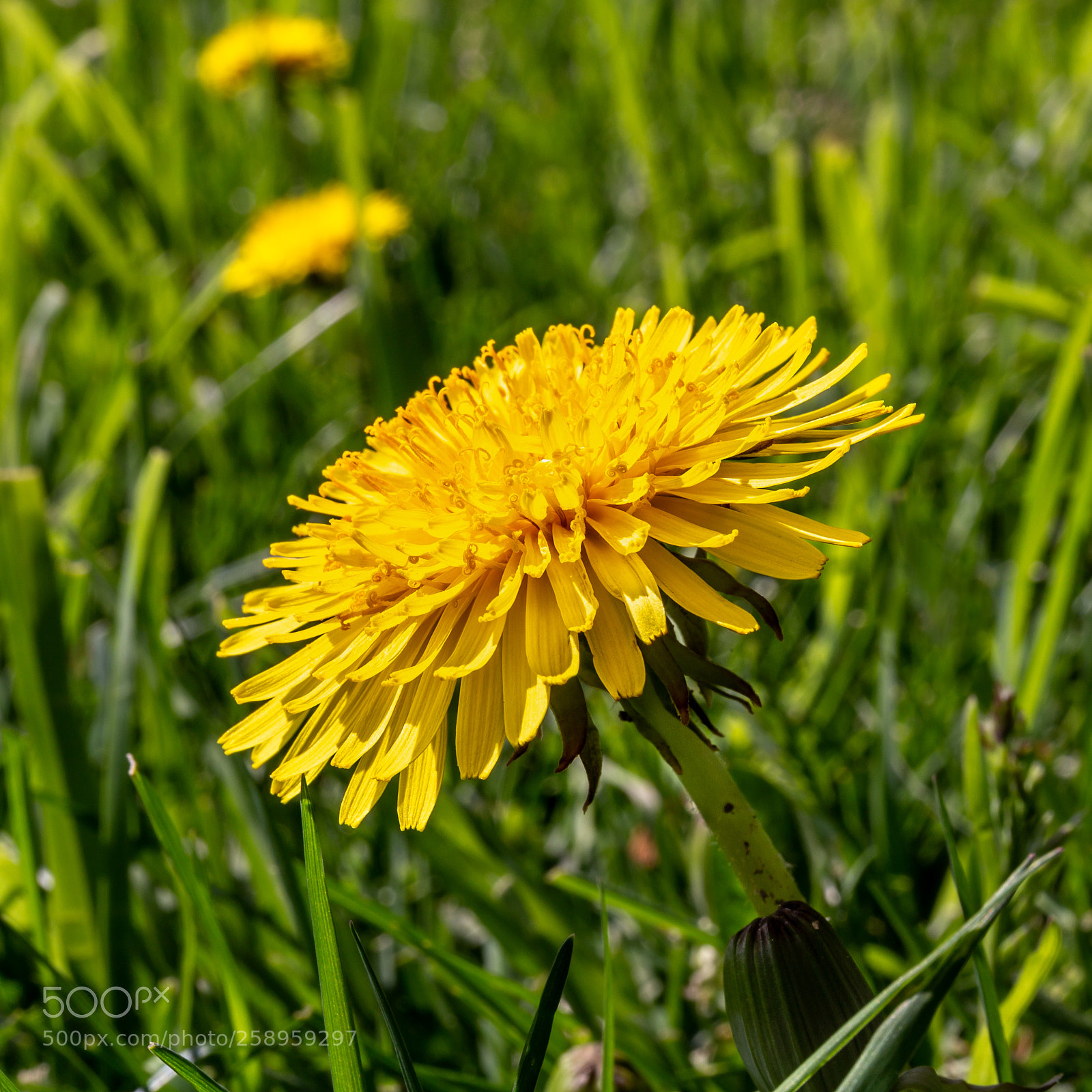 Canon EOS 6D sample photo. Dandy in the grass photography