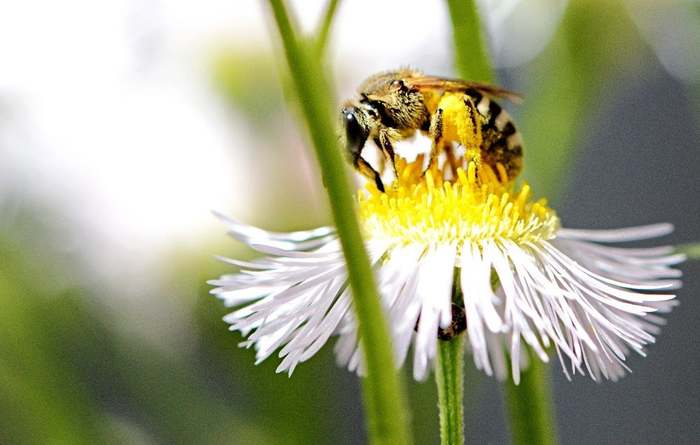 Nikon D7100 + Tamron SP 90mm F2.8 Di VC USD 1:1 Macro (F004) sample photo. Give it to me..bee bee... photography