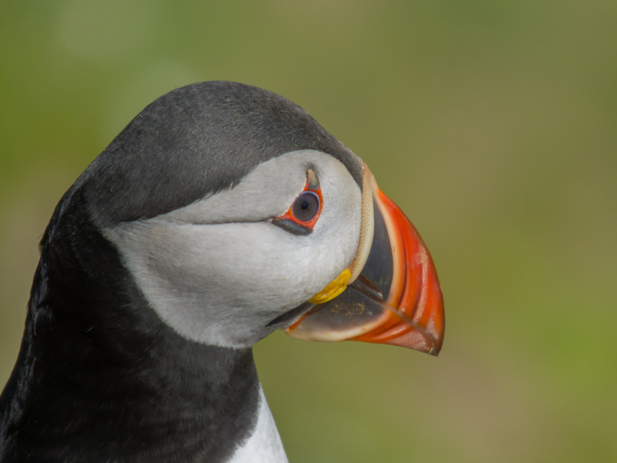 Fujifilm FinePix HS50 EXR sample photo. Puffin at saltee island photography